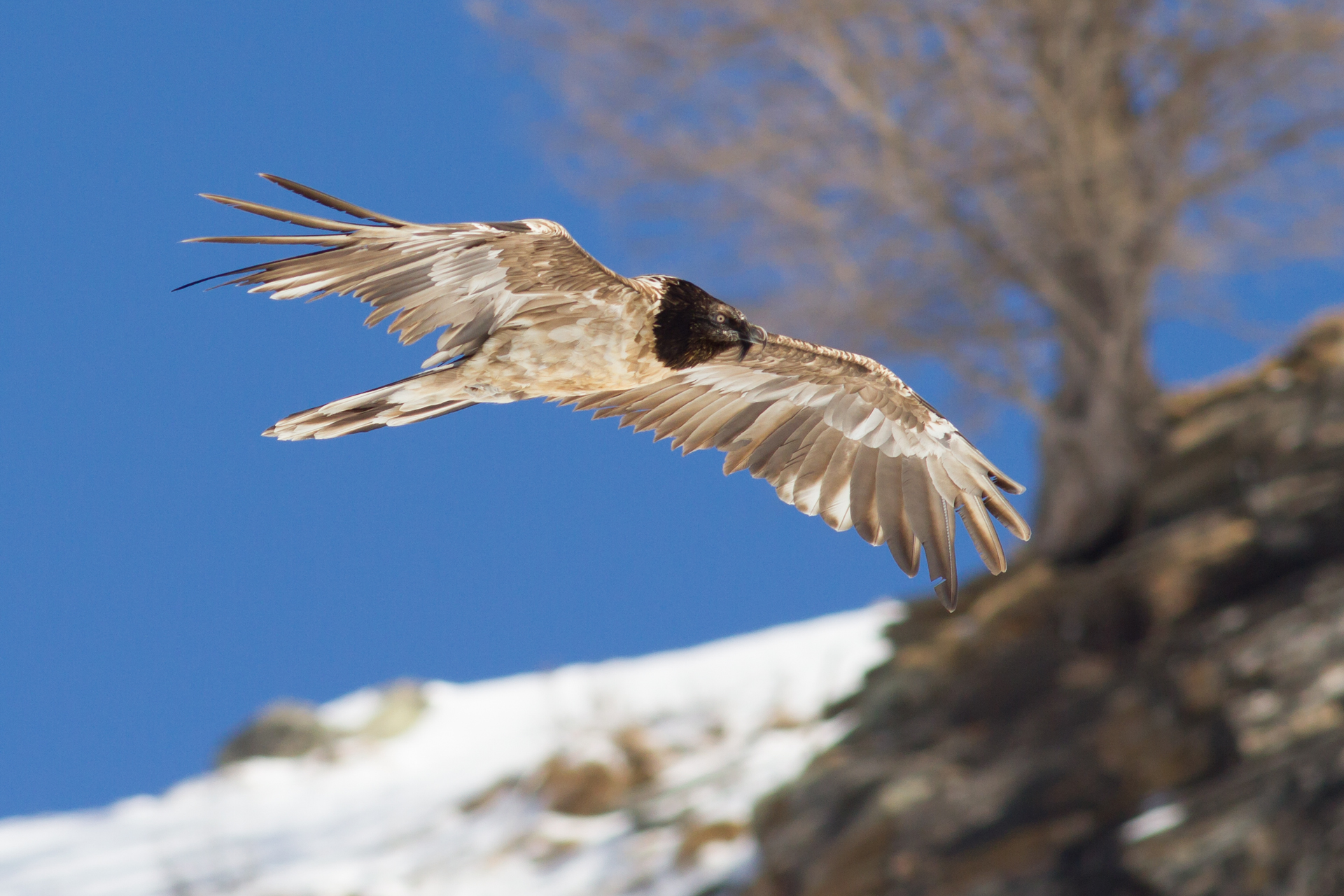 bearded vulture