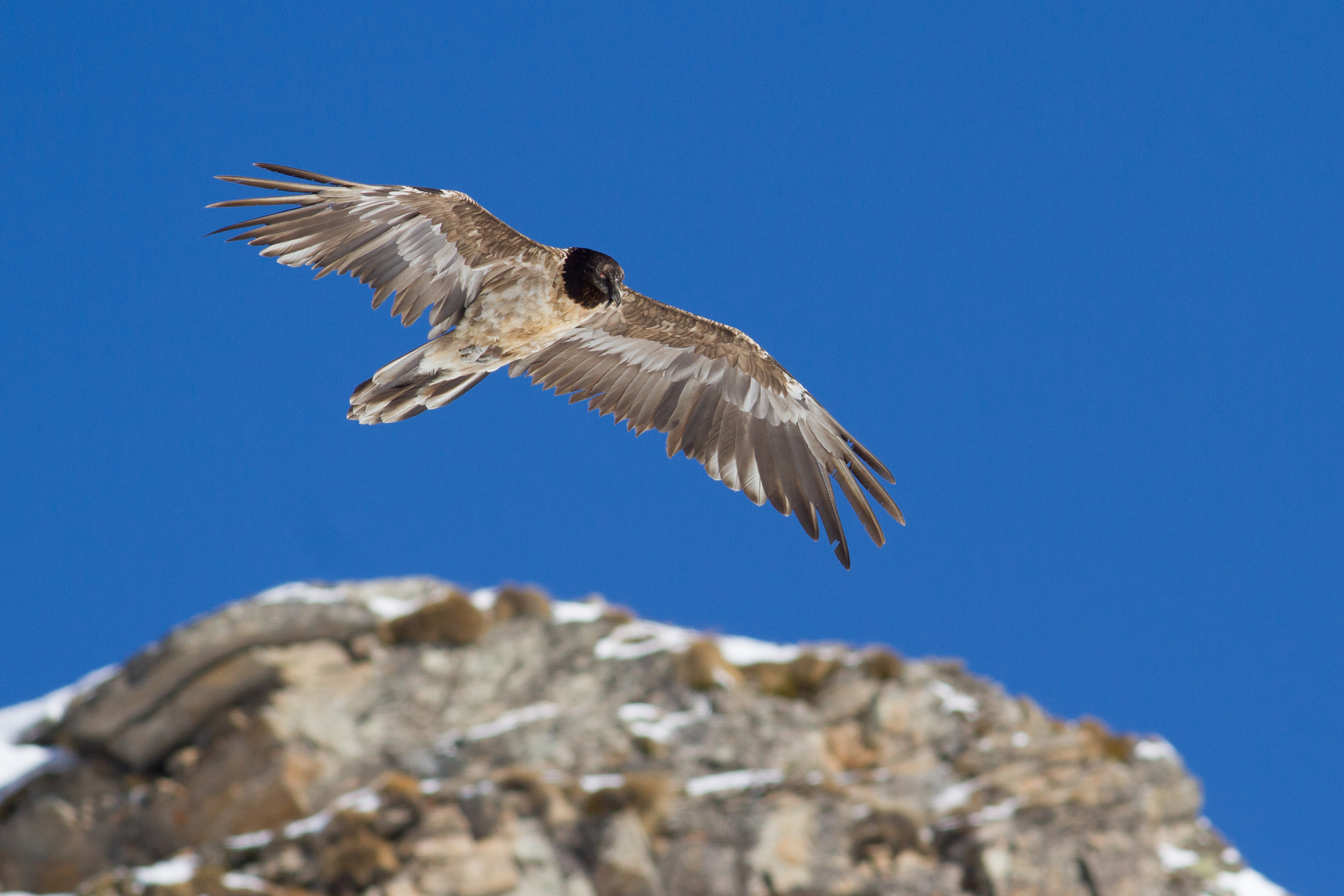 Illuminato dalla neve