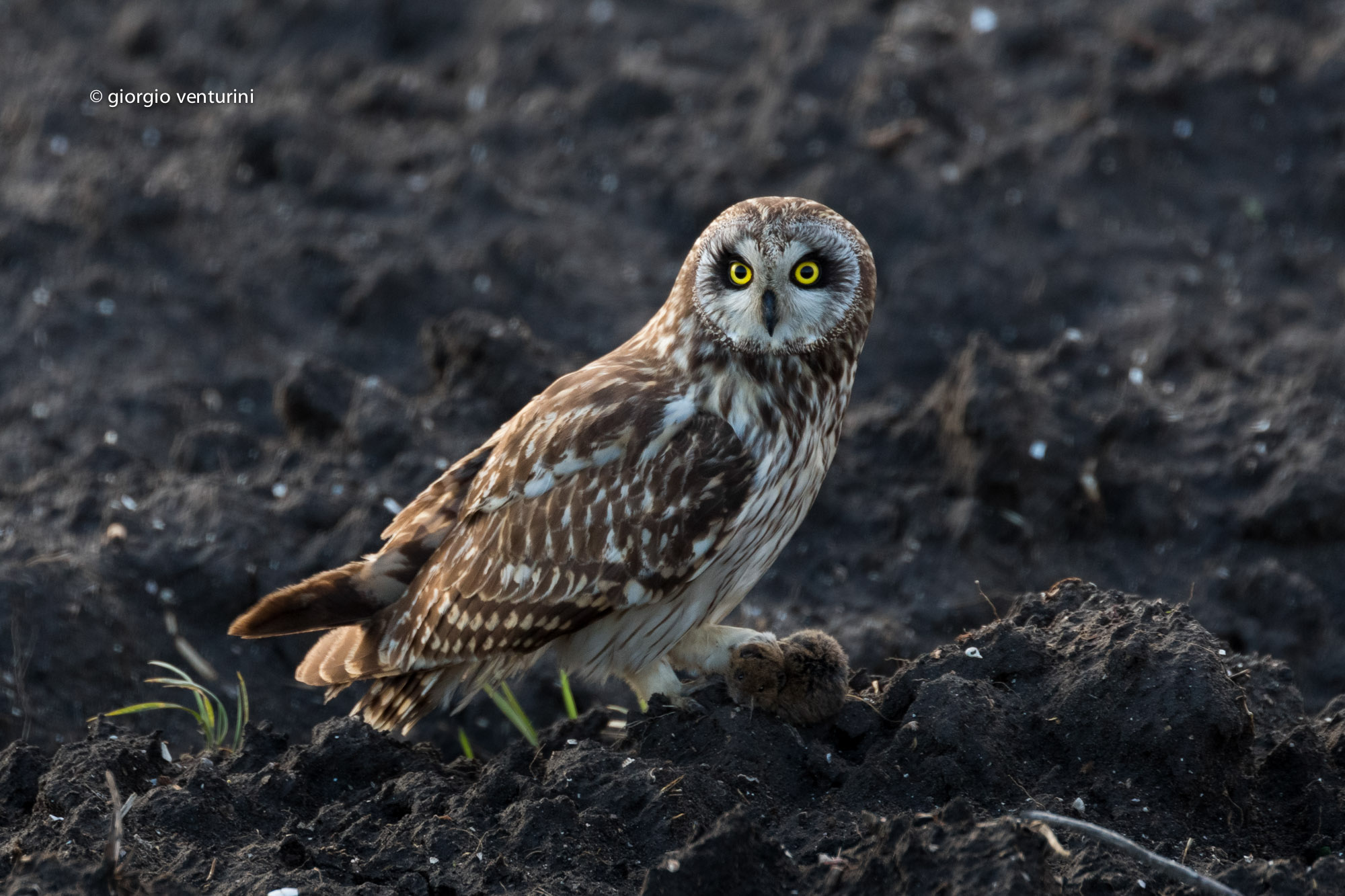 gufo di palude con arvicola.