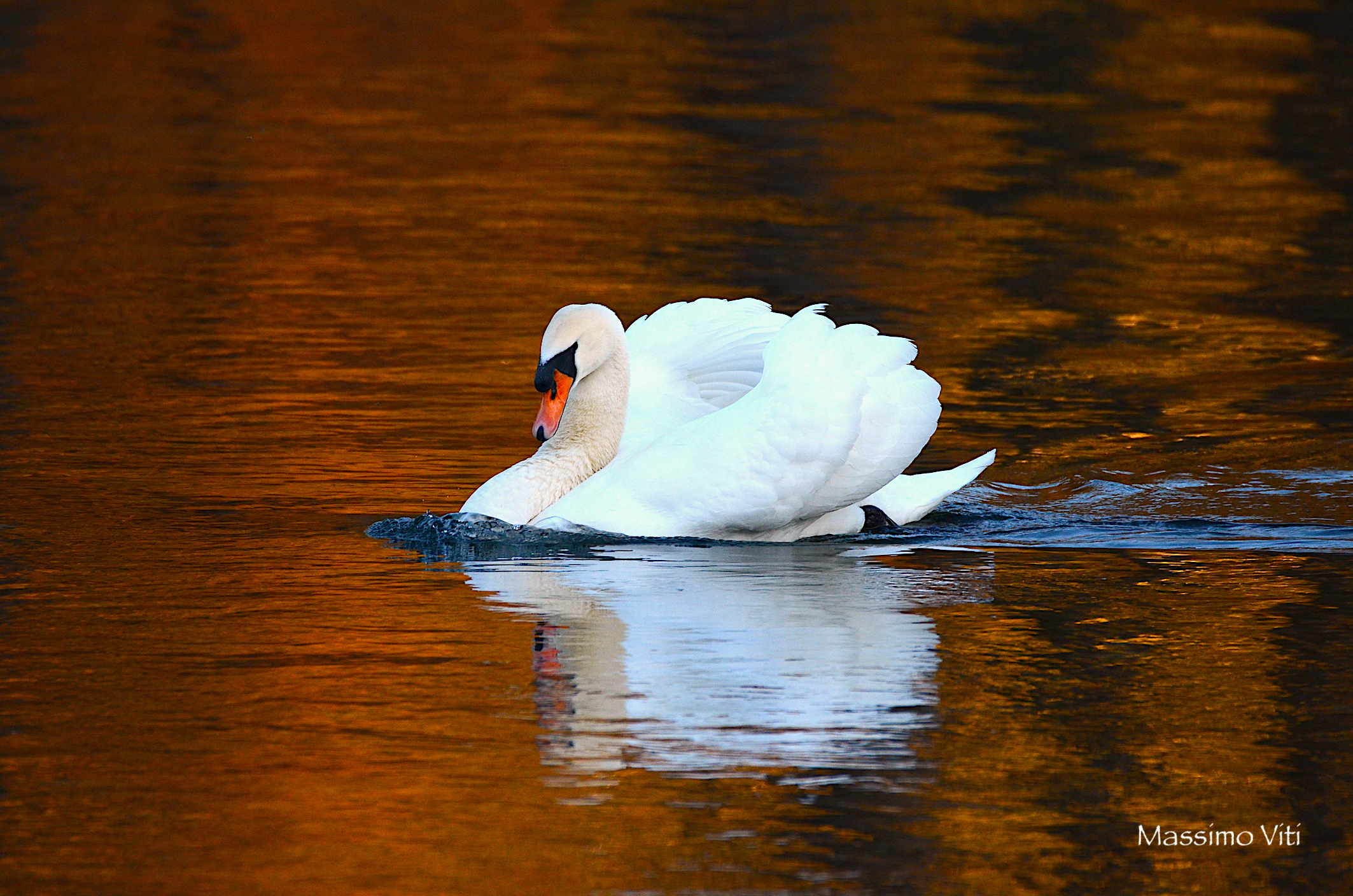Si fa sera .... Cigno sul fiume Adda