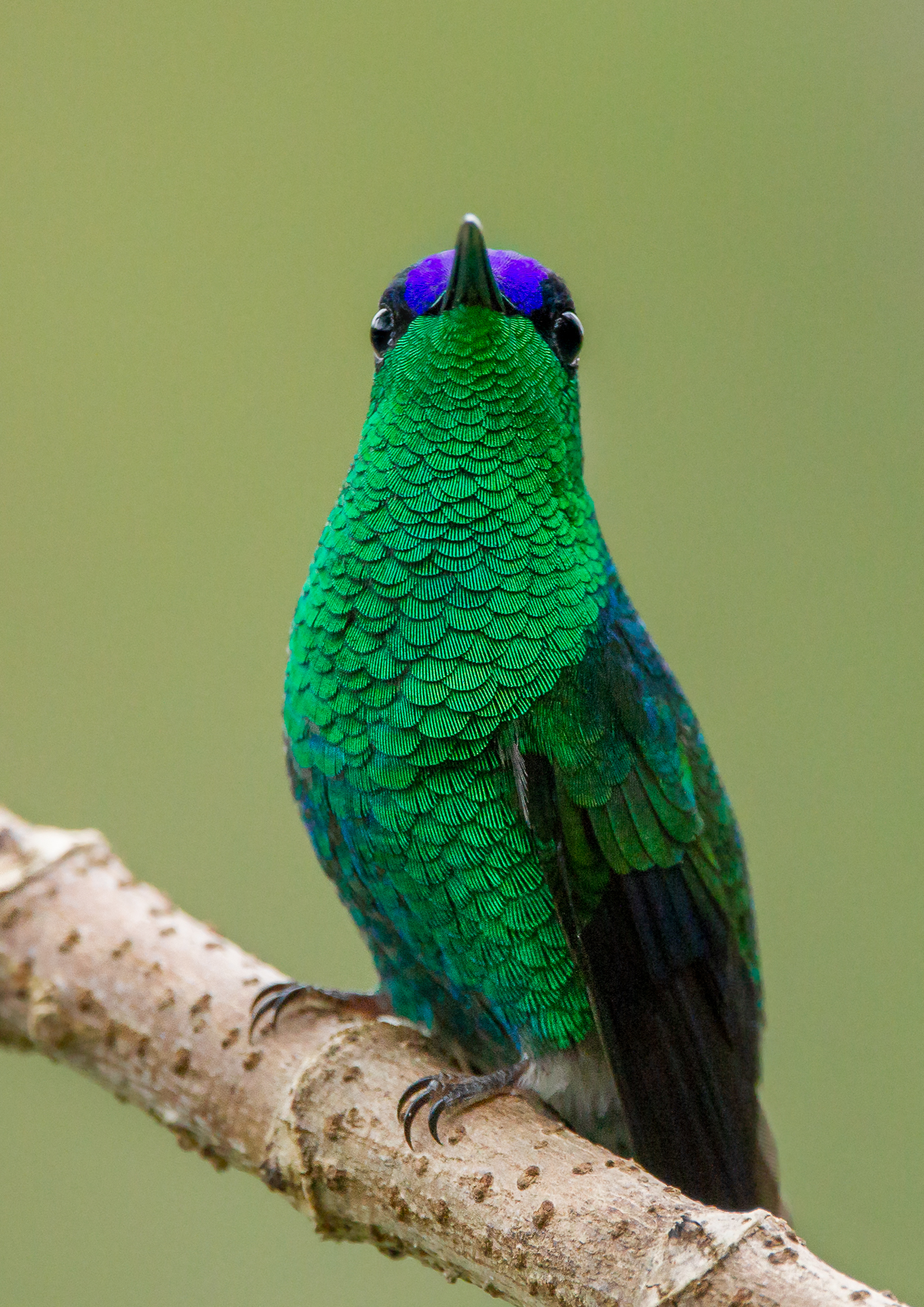 Beija-flor-de-fronte-violeta
