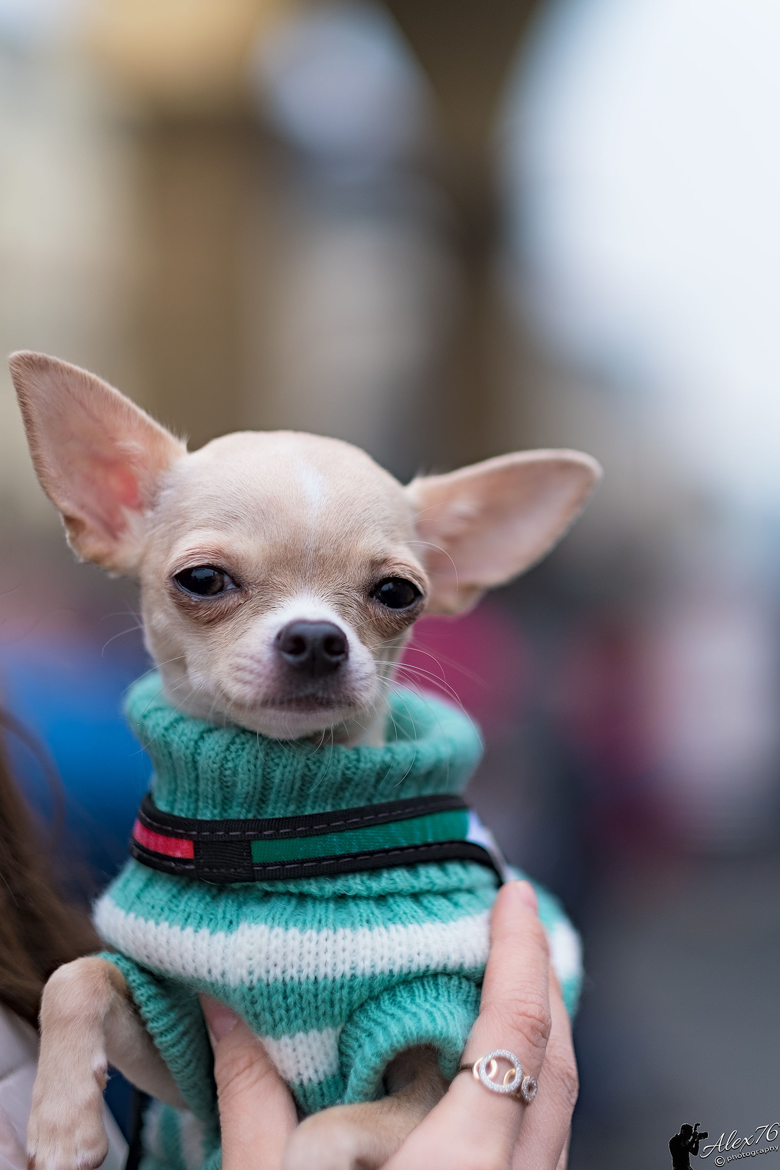 A very tender Chiwawa