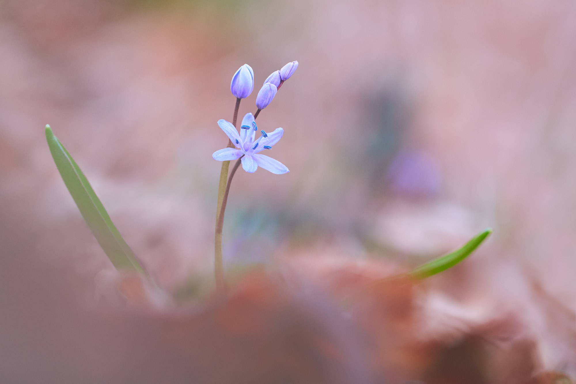 Scilla bifolia
