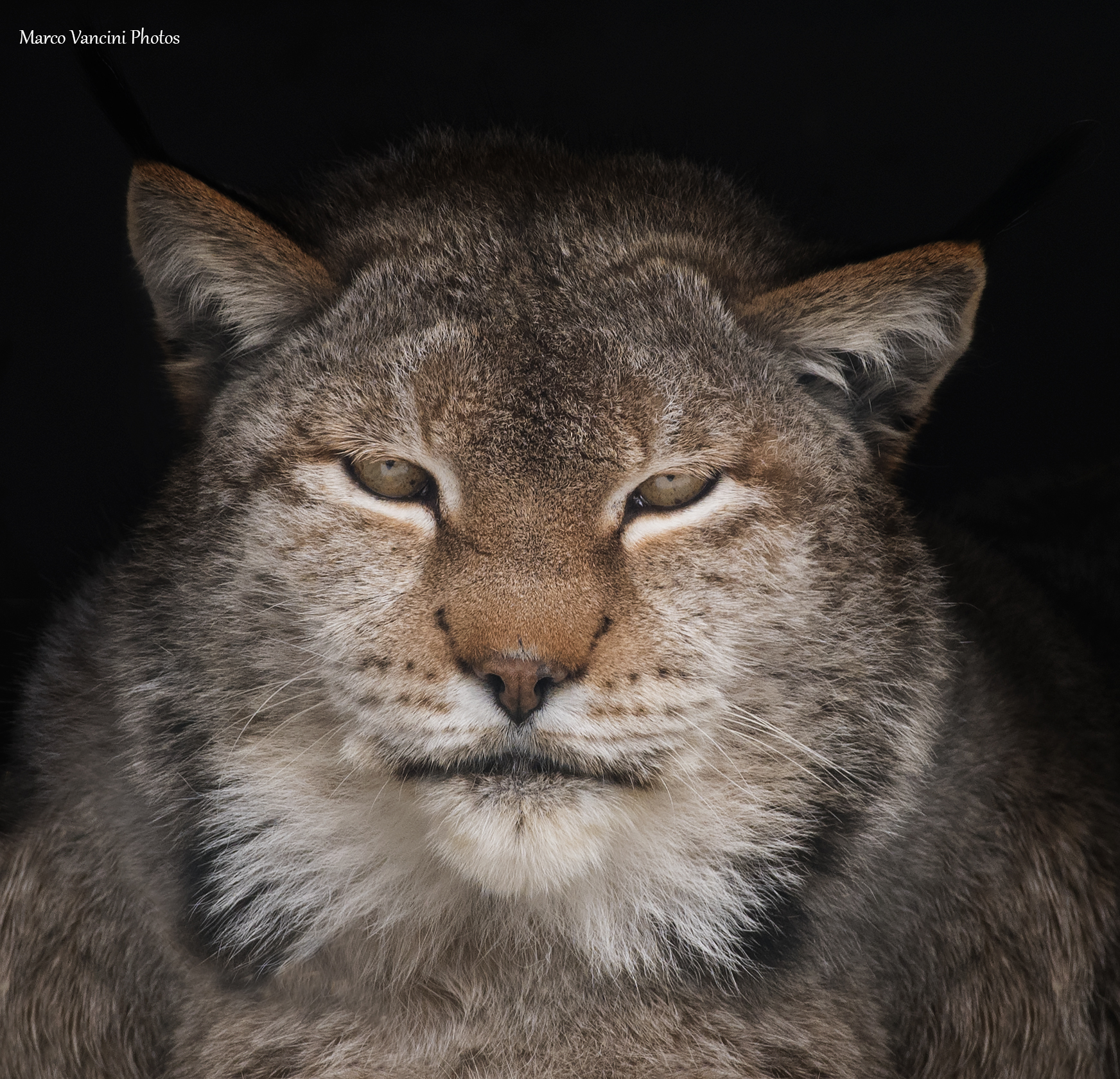 portrait of the lynx