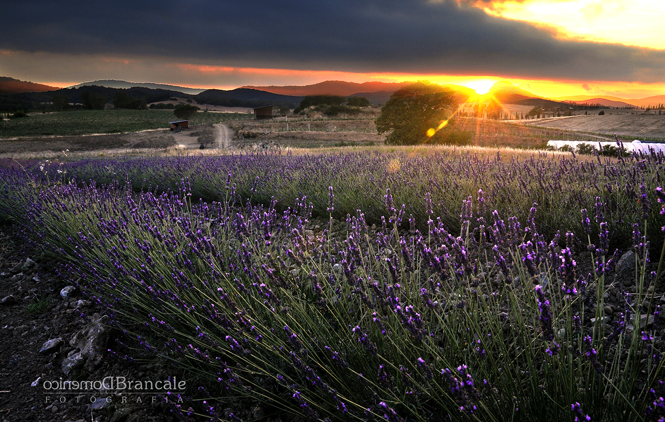 Lavender bouquet