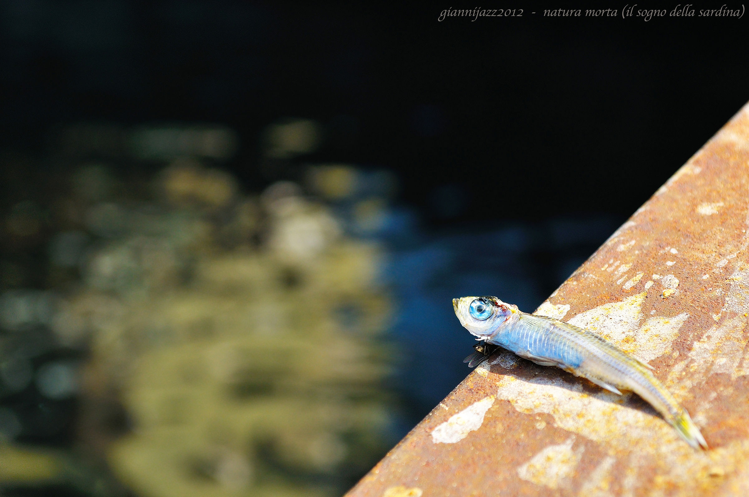 still life ... (The dream of the sardine)