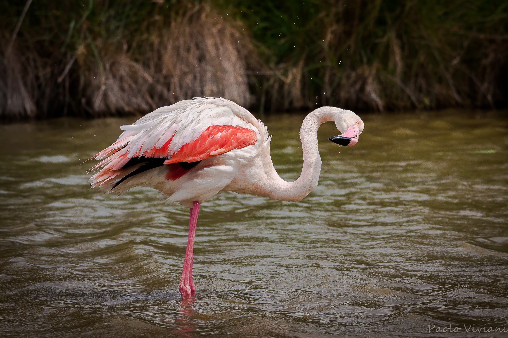 Ok ... now let's count the drops!