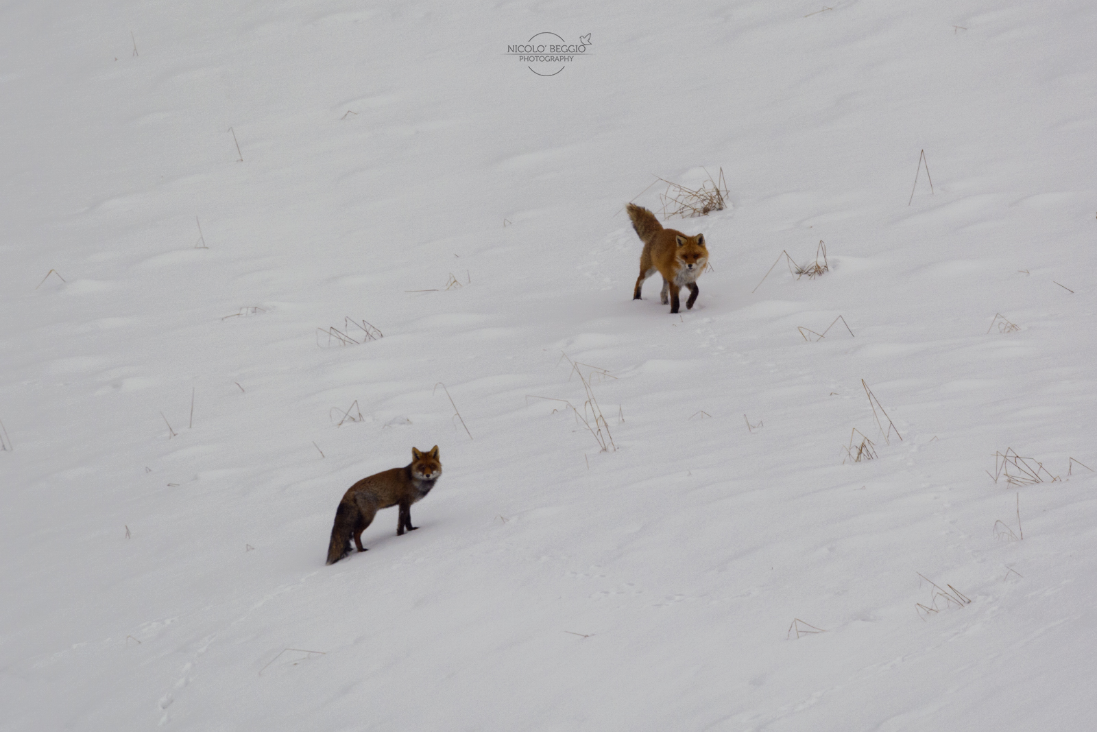 Foxes and snow