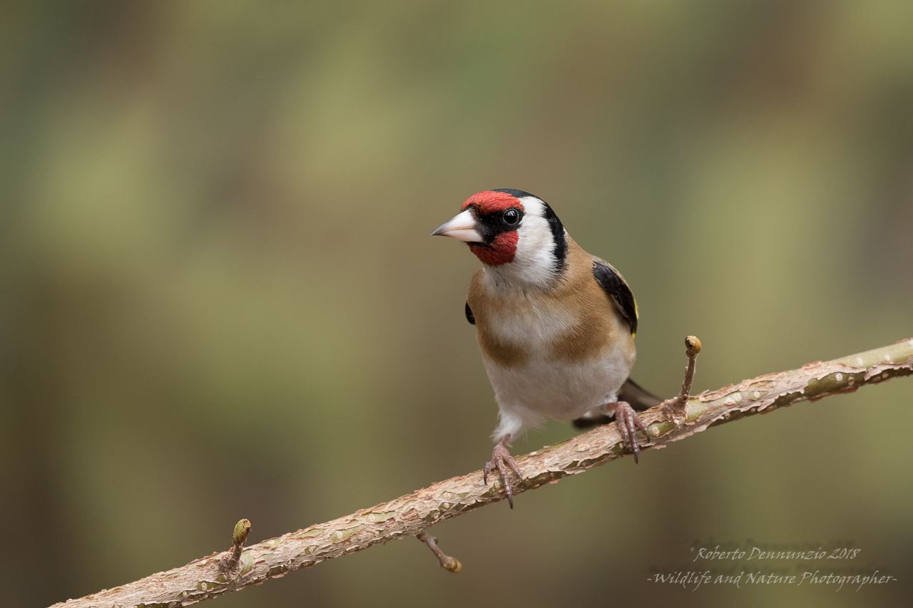 Goldfinch