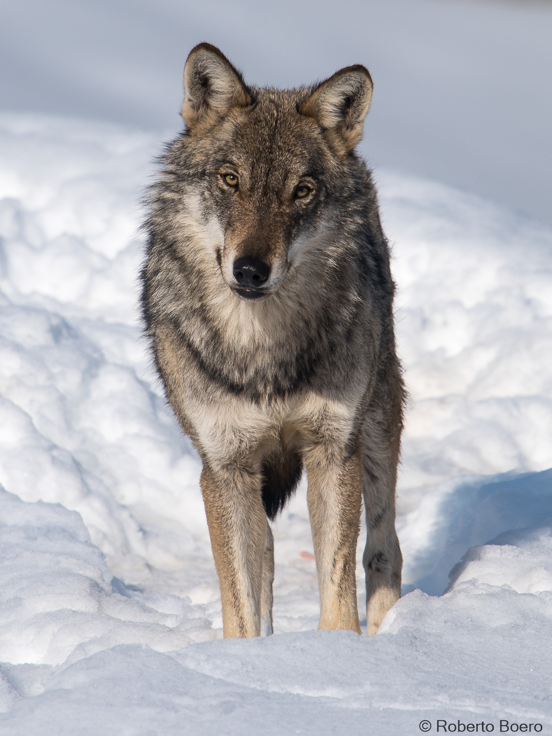 Wolf, young, Center Men and Wolves Entracque