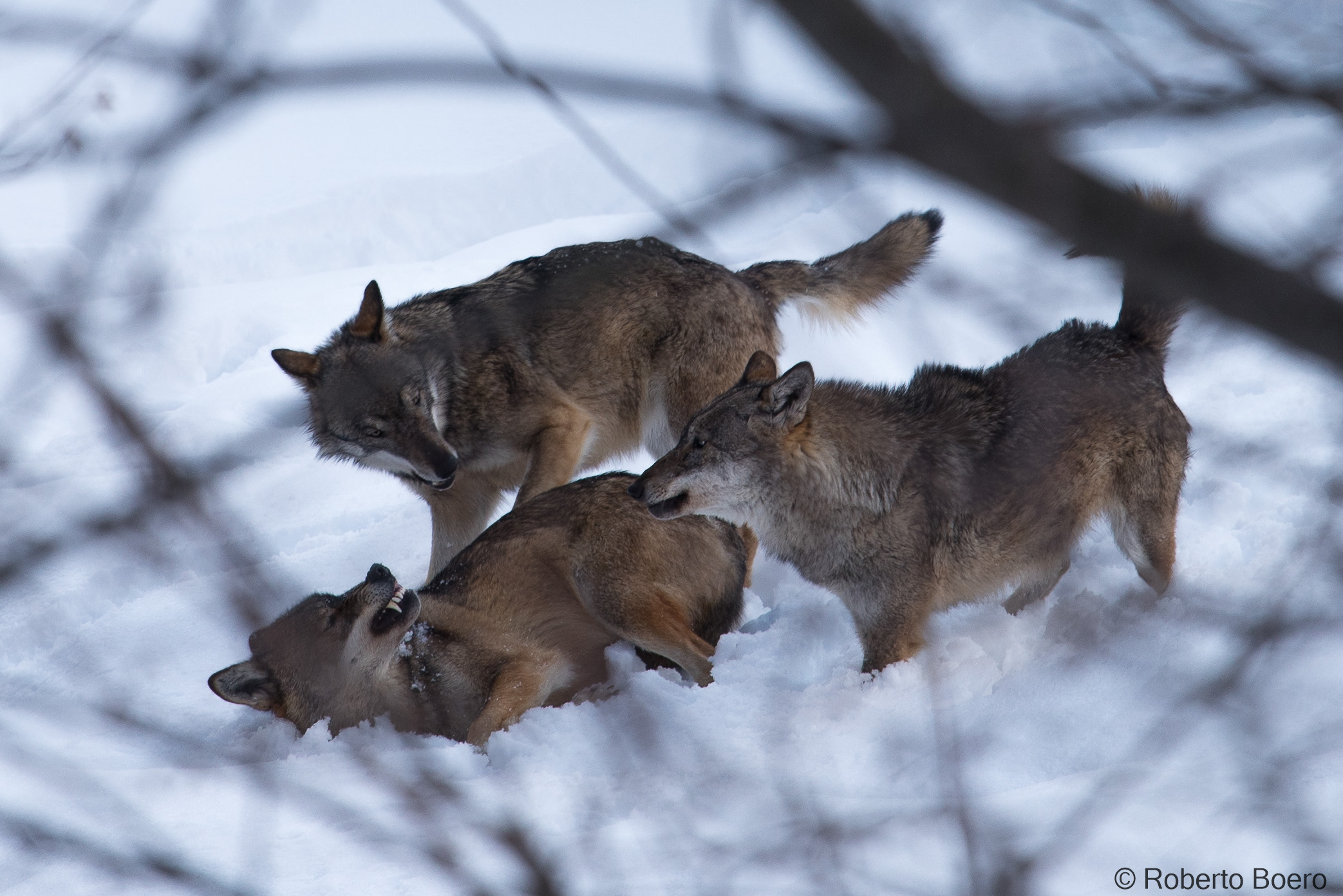 Lupi, Centro Uomini e Lupi Entracque