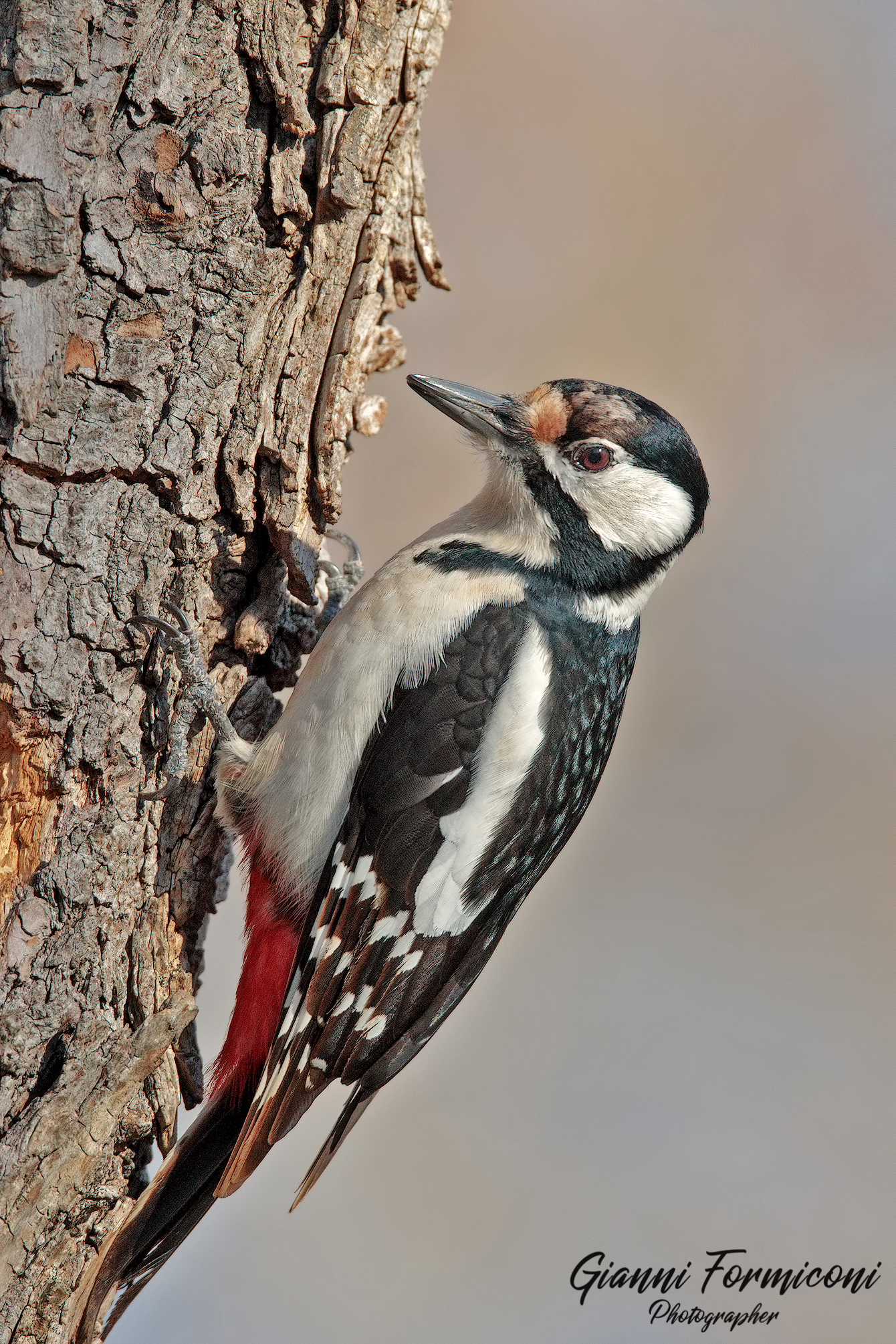 Picchio rosso maggiore