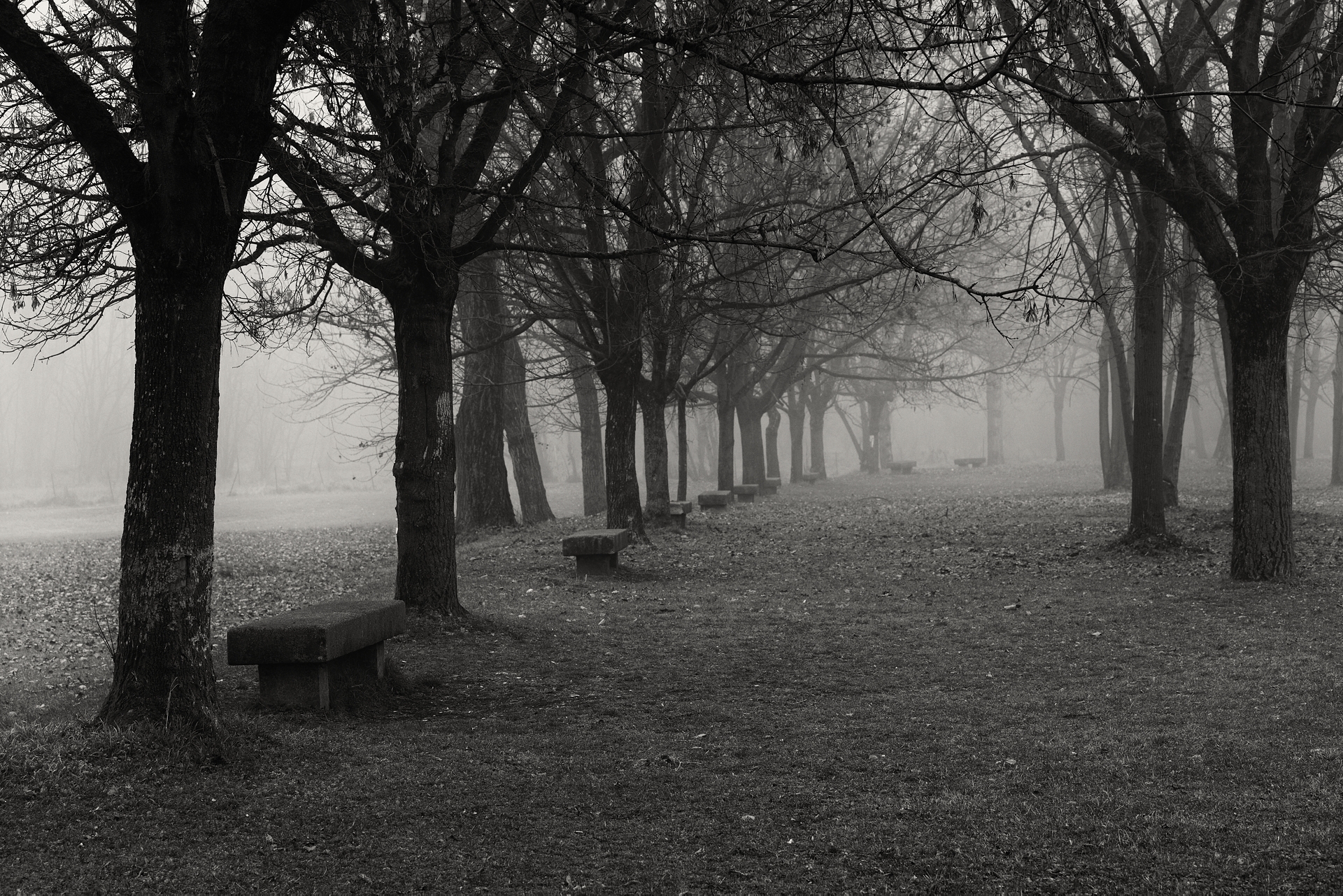 Una domenica di nebbia al parco