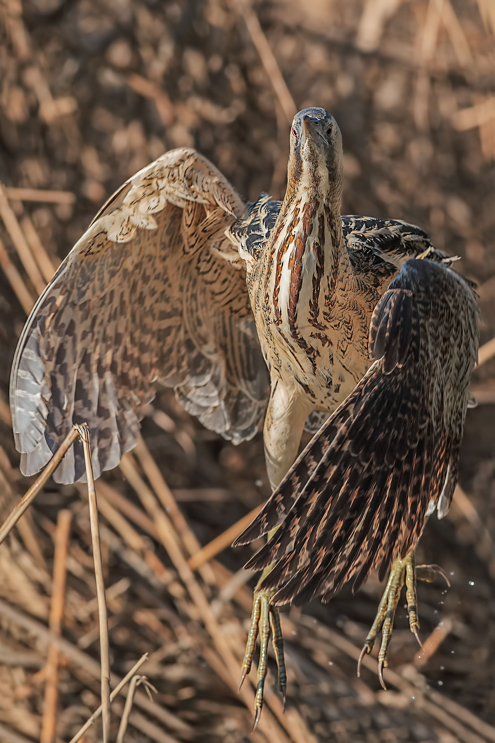 The flight of the Bittern