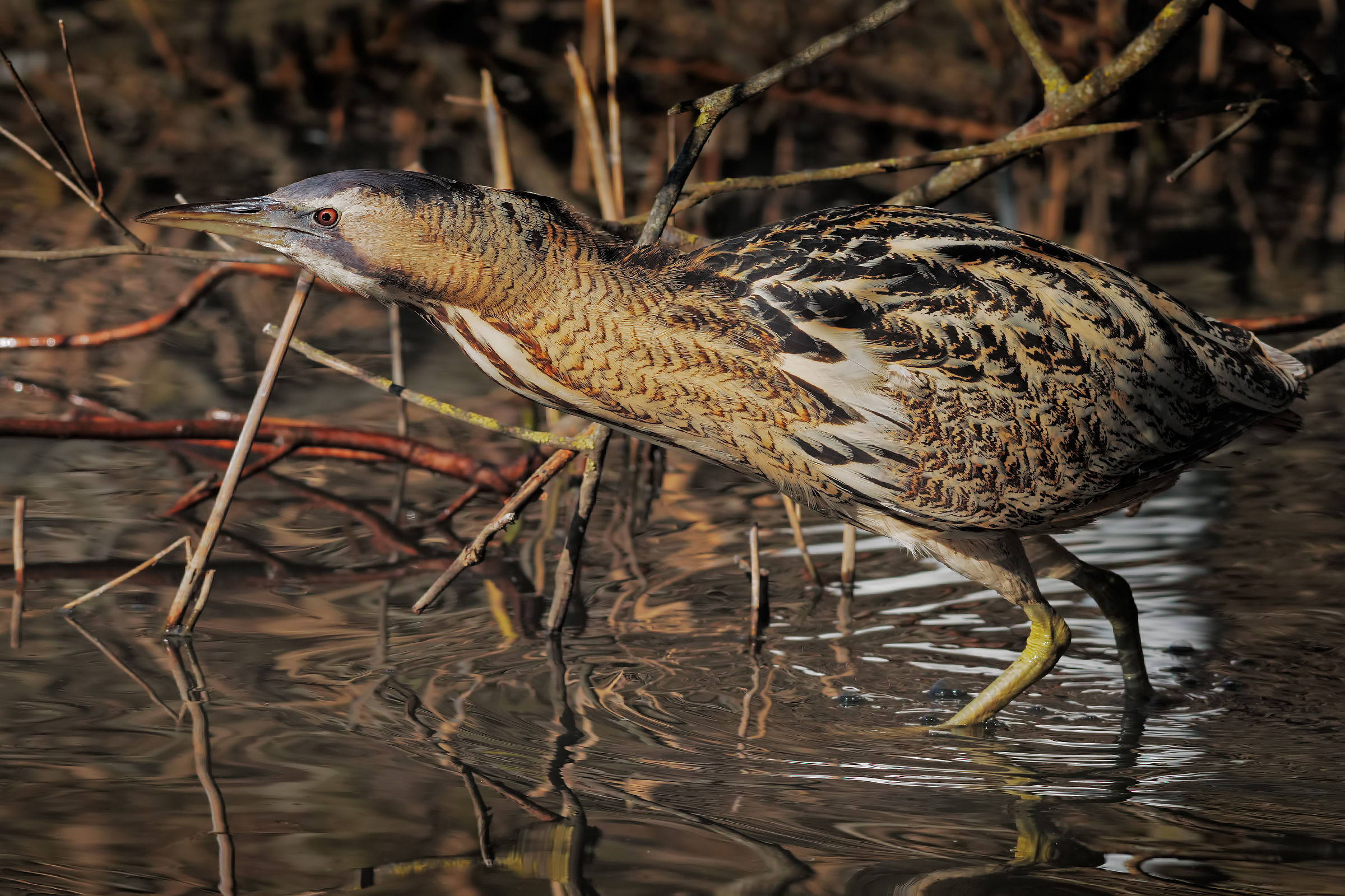 Bittern guarding out of the reeds