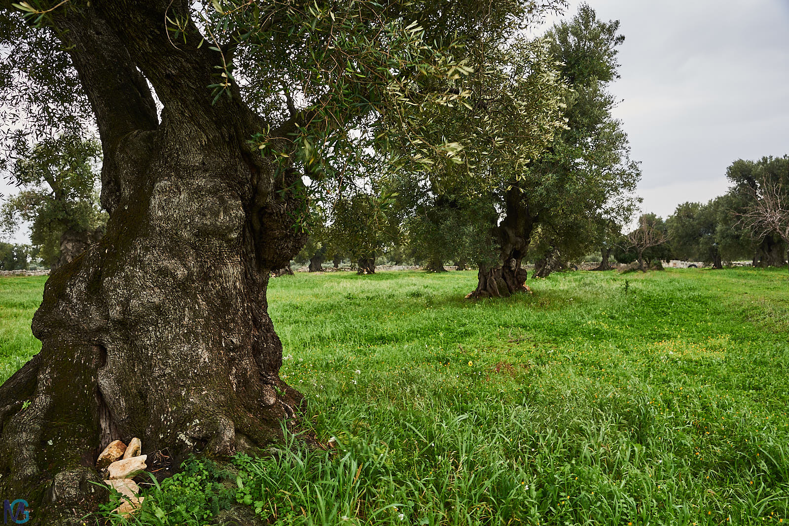 Antica Masseria Brancati - Oliveto secolare