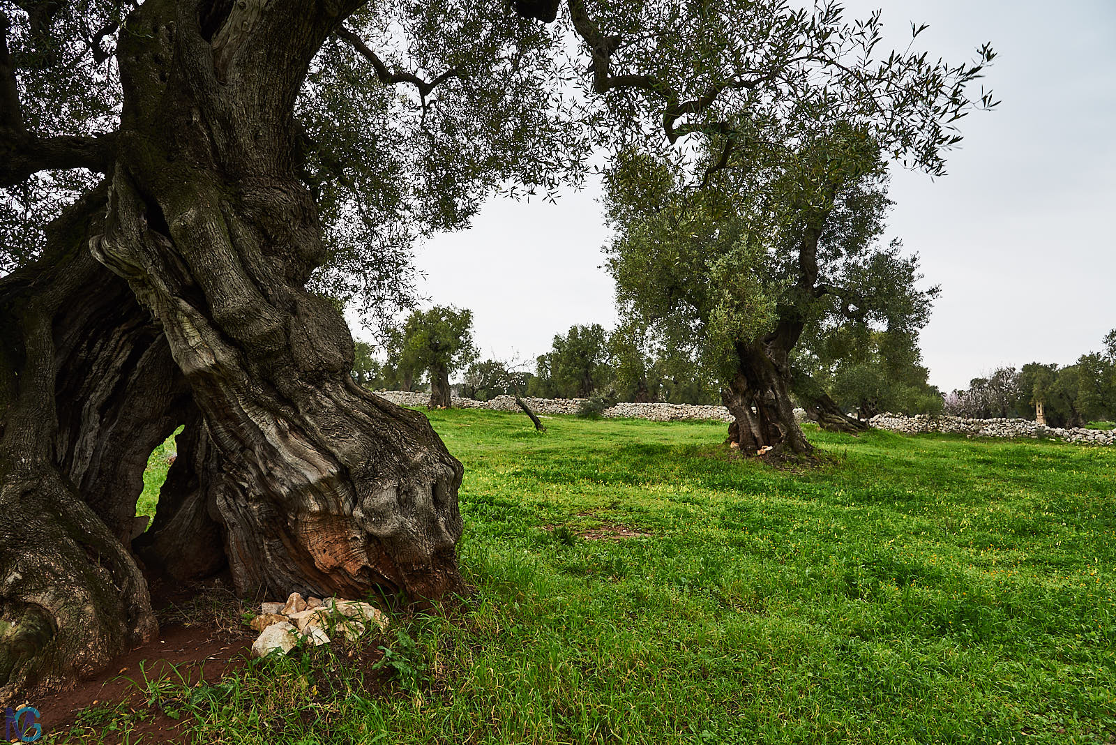 Antica Masseria Brancati - Oliveto secolare