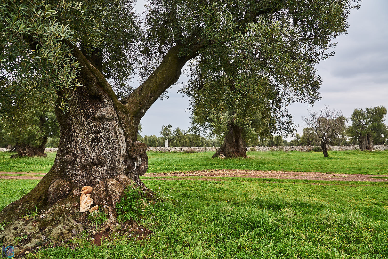 Antica Masseria Brancati - Oliveto secolare