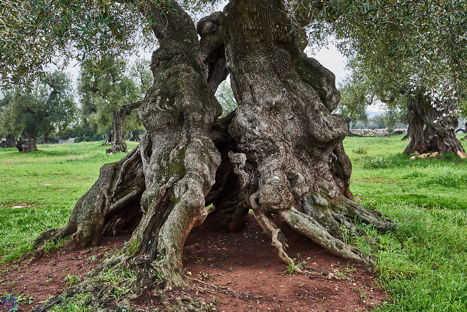 Antica Masseria Brancati - Oliveto secolare
