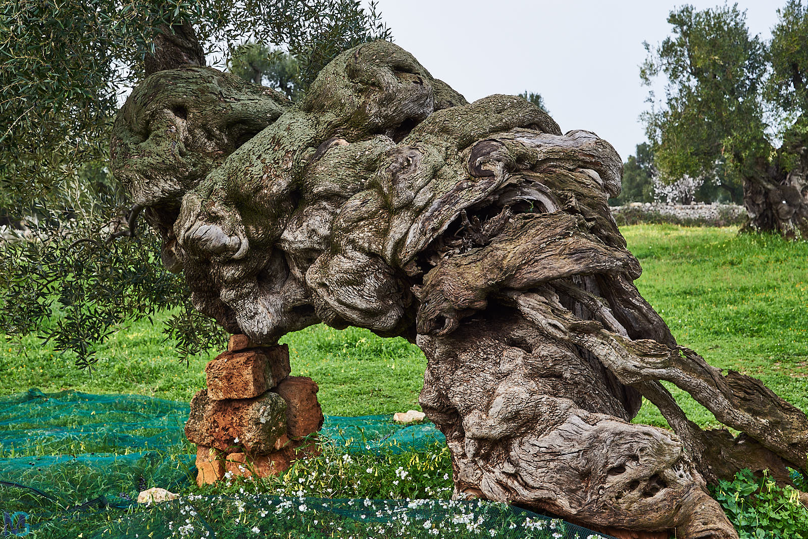 Antica Masseria Brancati - Oliveto secolare