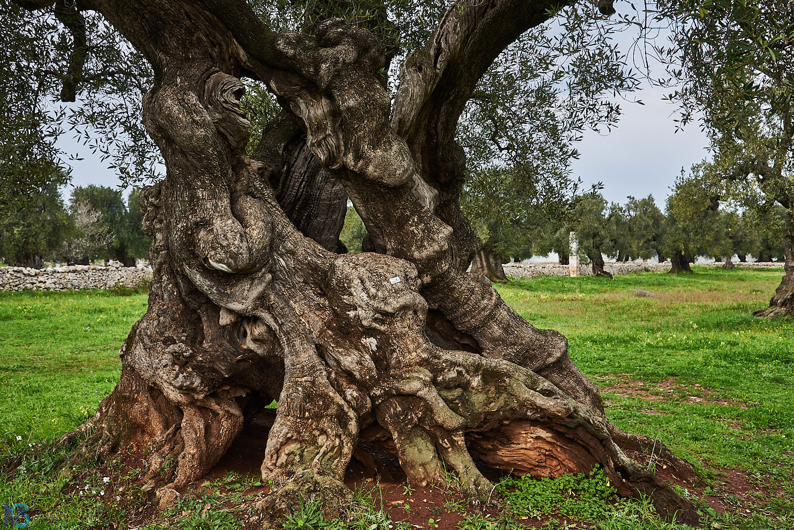 Antica Masseria Brancati - Oliveto secolare
