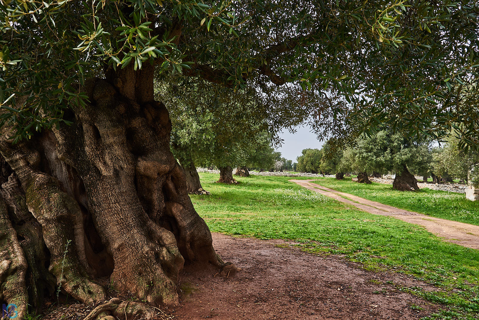 Antica Masseria Brancati - Oliveto secolare