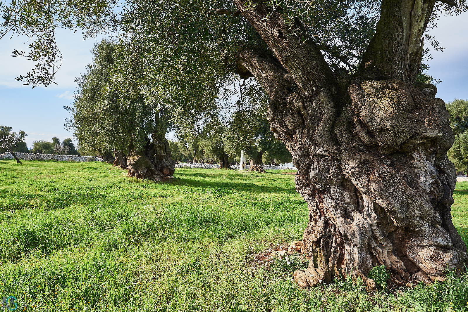 Antica Masseria Brancati - Oliveto secolare