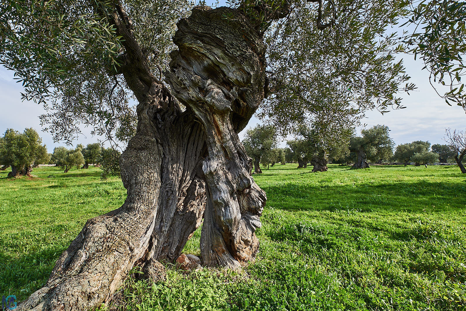 Antica Masseria Brancati - Oliveto secolare