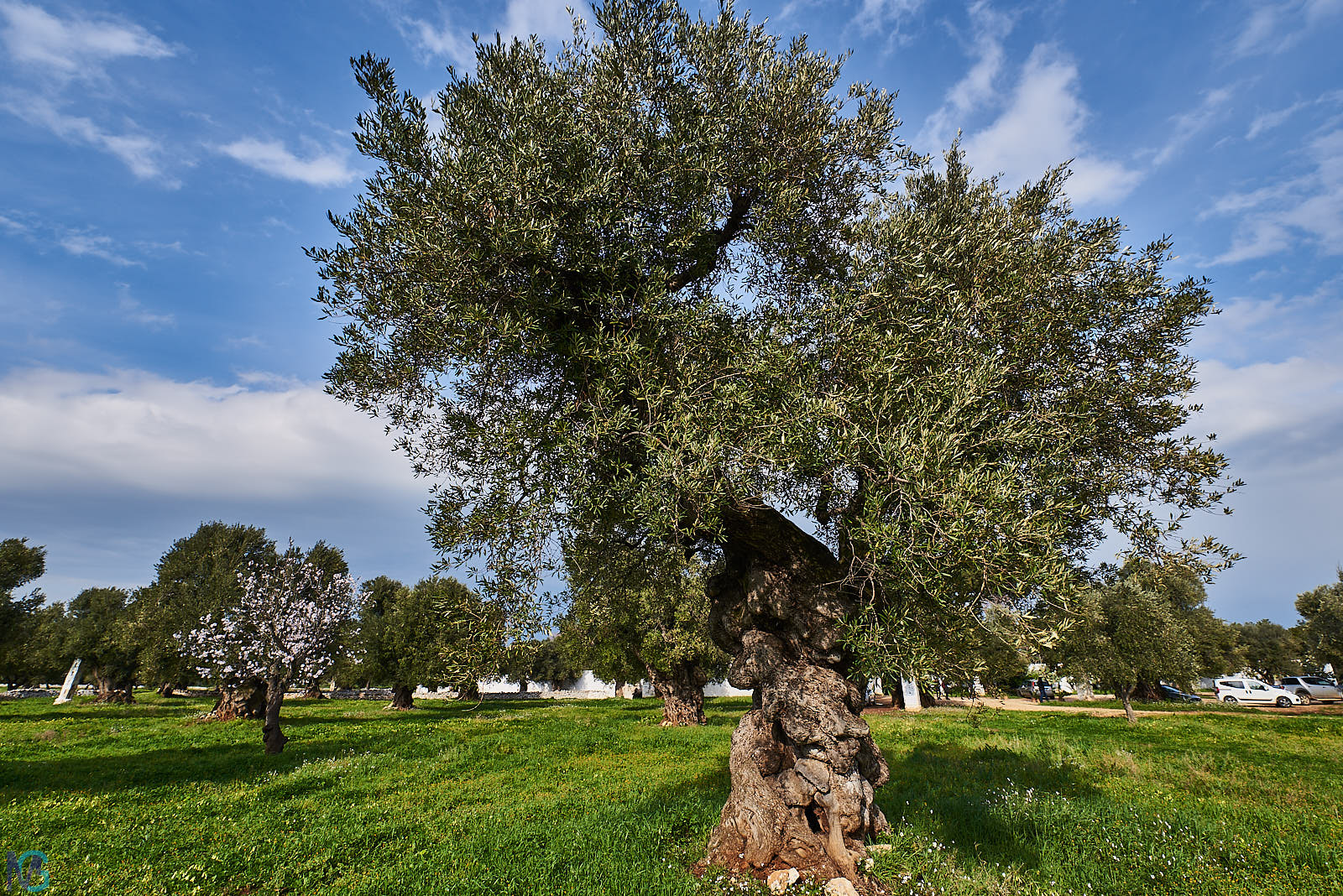 Antica Masseria Brancati - Oliveto secolare