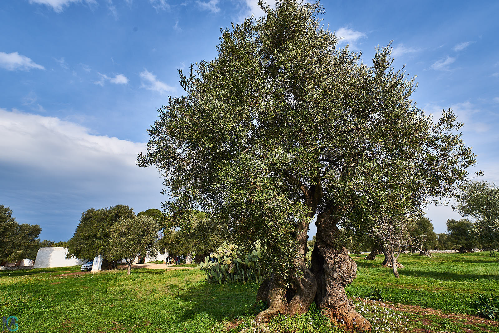 Antica Masseria Brancati - Oliveto secolare