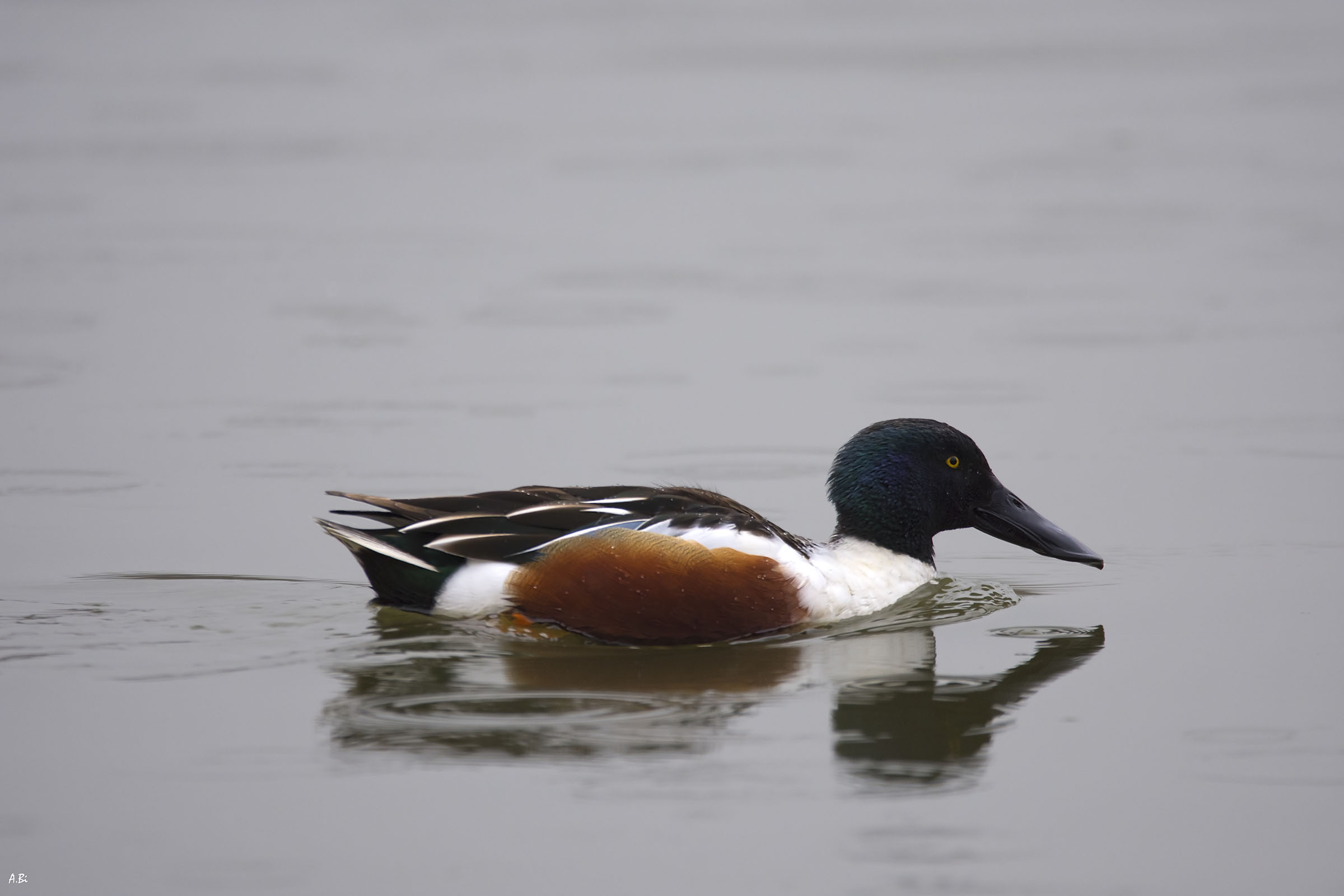 Shoveler in the rain