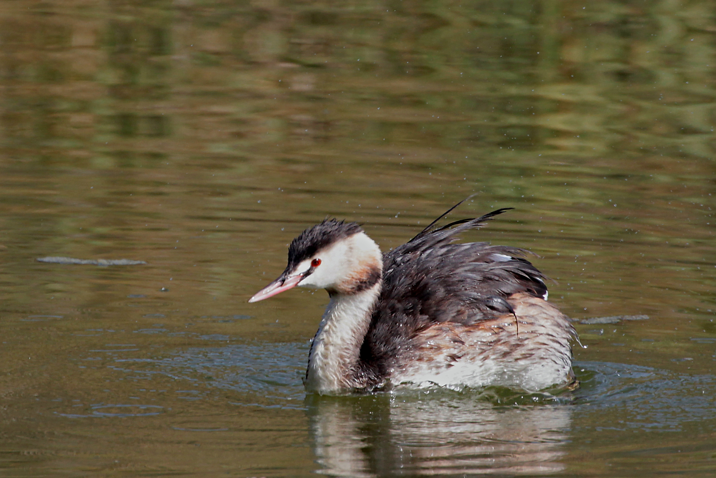 Svasso maggiore dopo la doccia