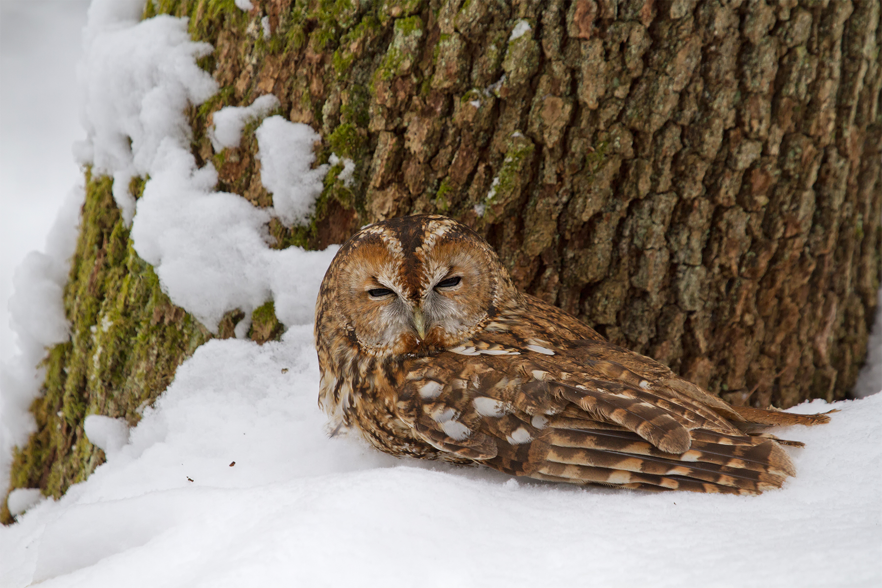 Strix aluco (Tawny owl)