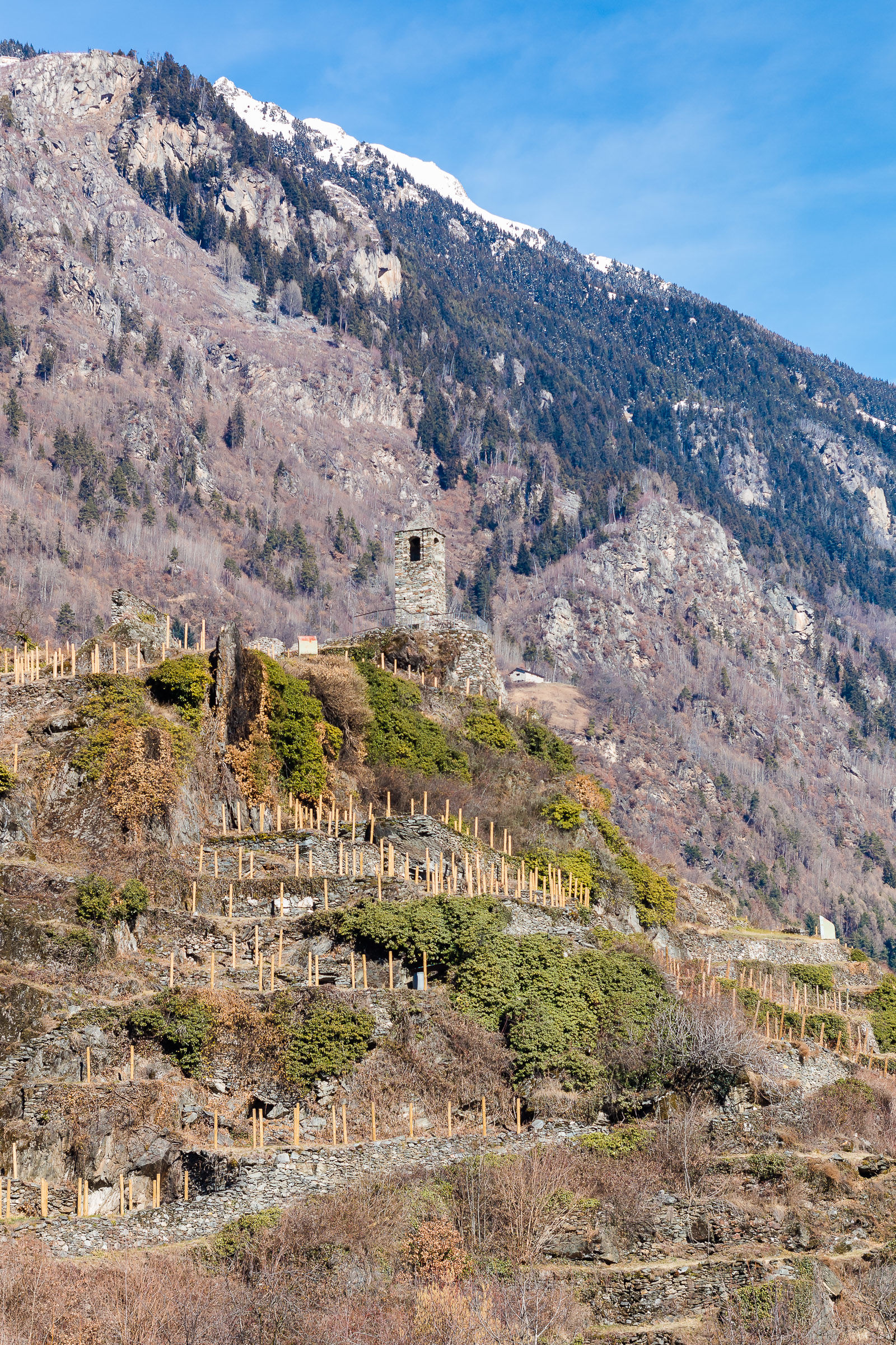 Il Castello di San Faustino con vigne nuove