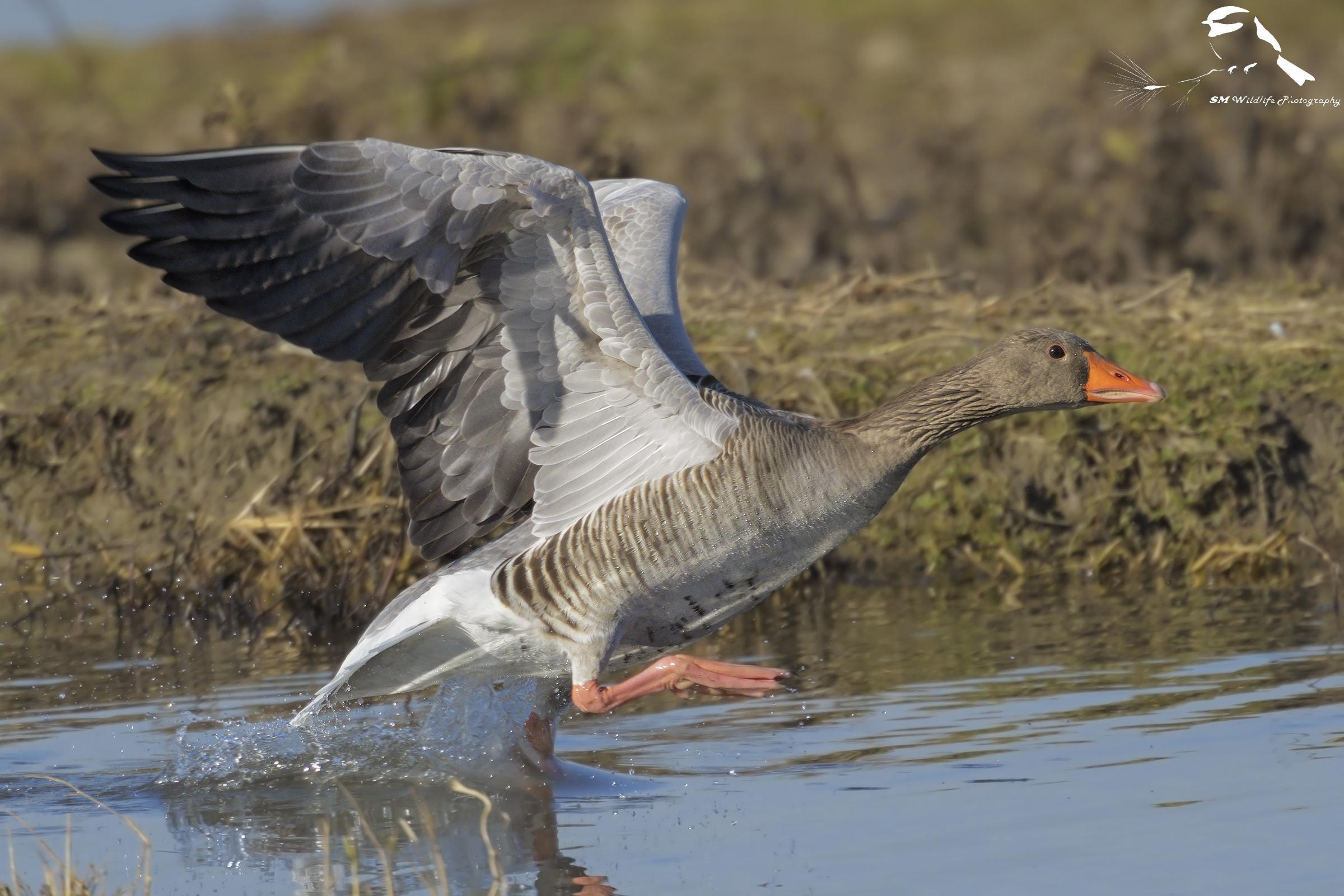 Walking on the Water