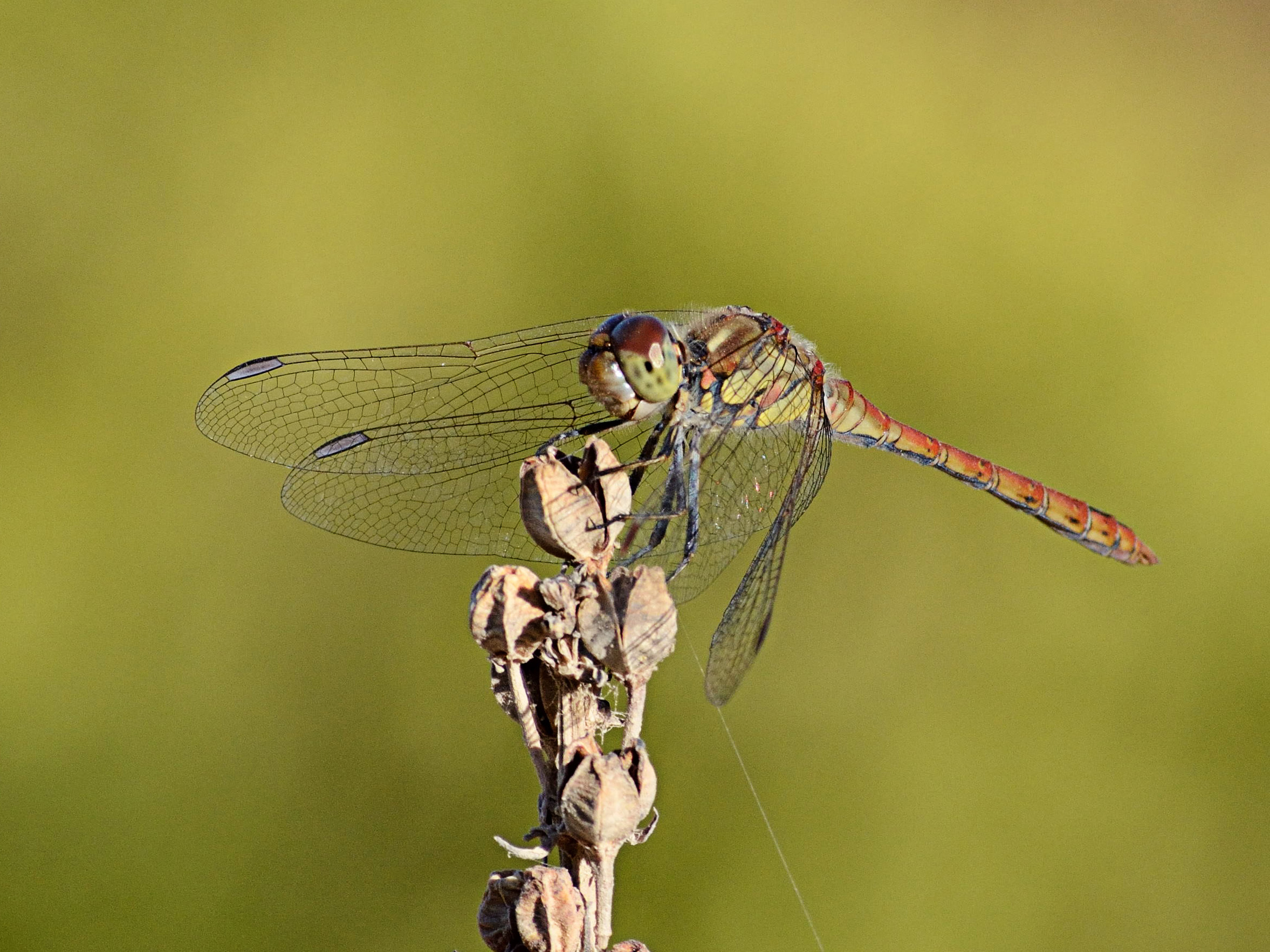 Dragonfly