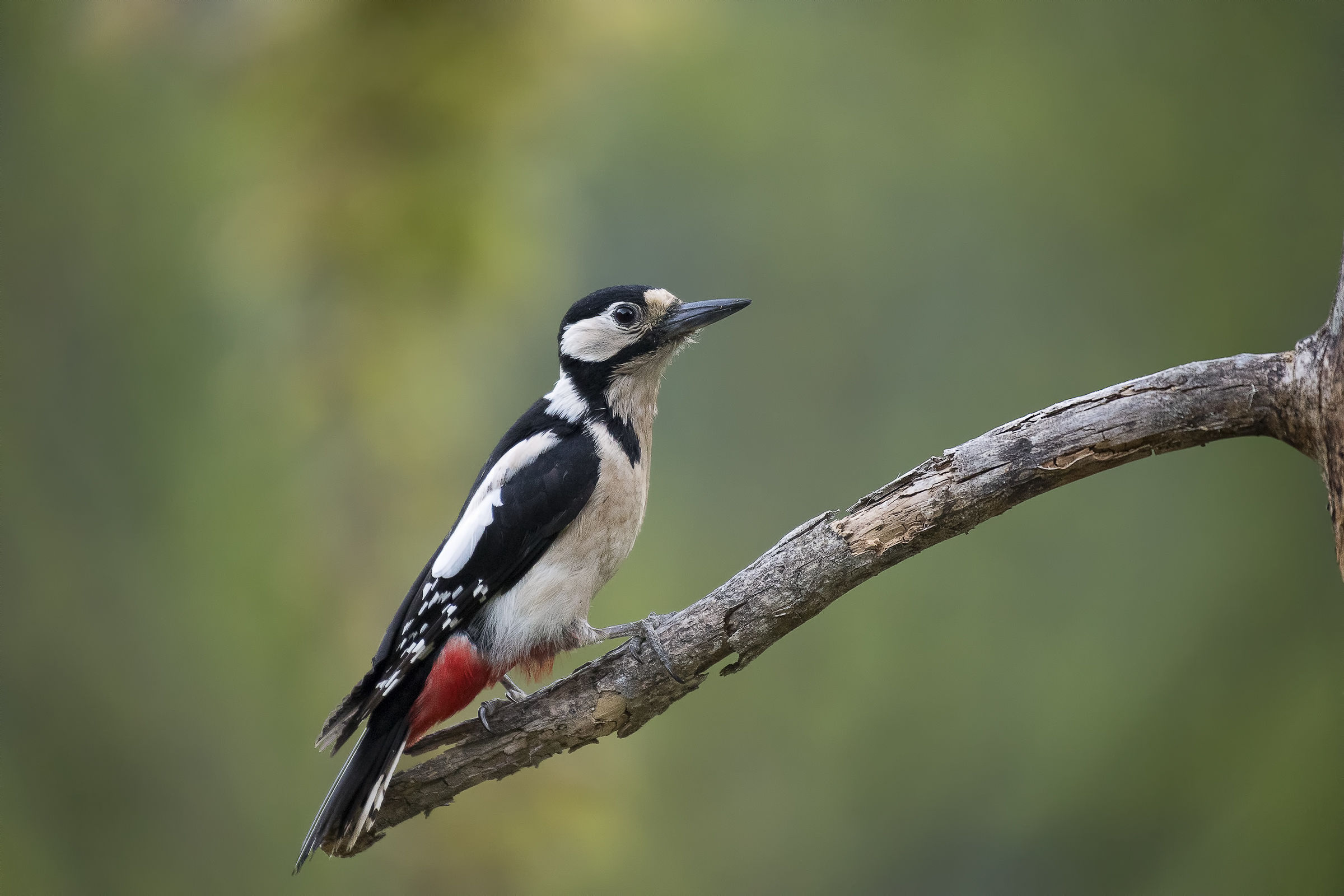 great female woodpecker!