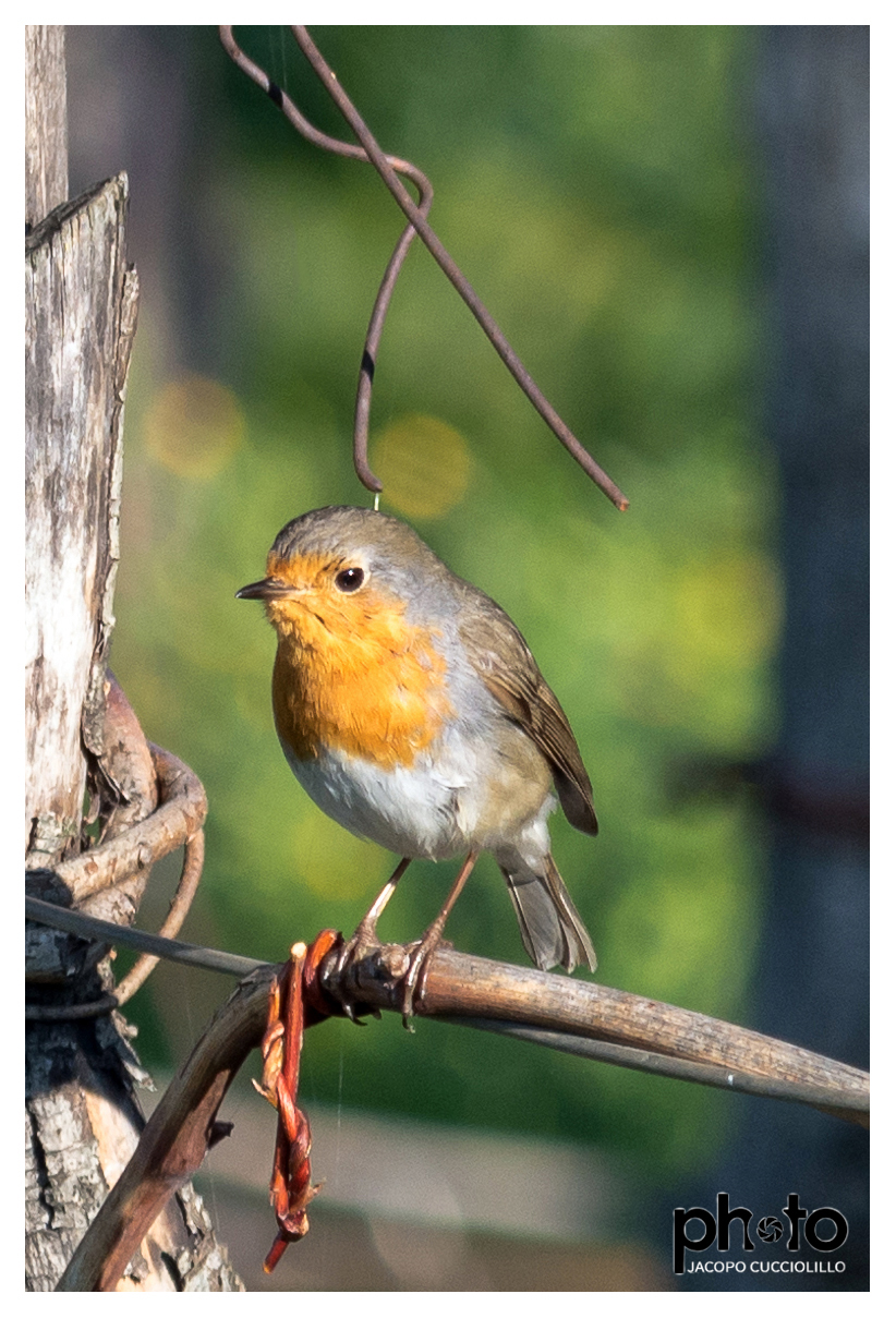 Pettirosso (Erithacus rubecula Linnaeus, 1758)