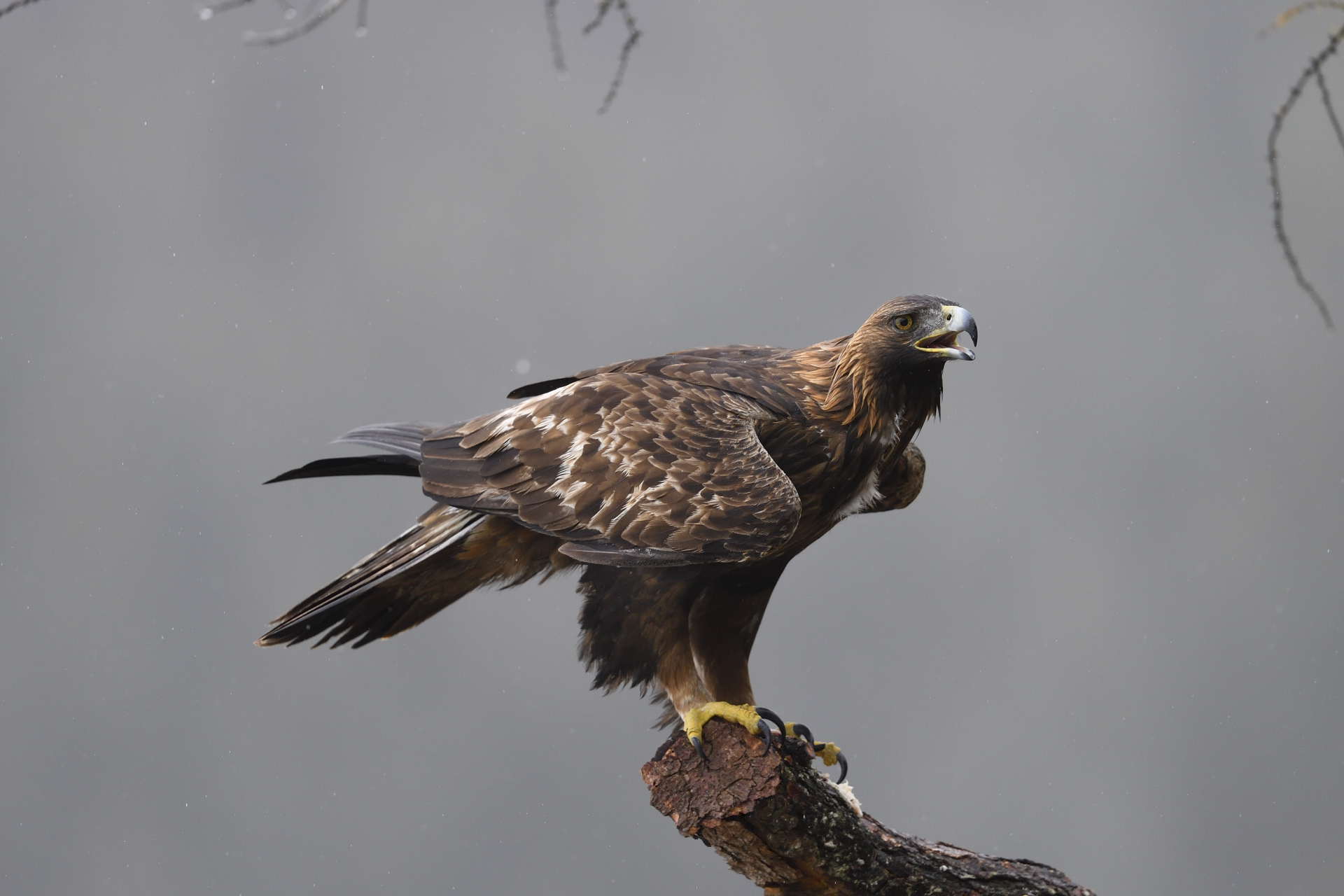 aquila reale sotto la pioggia