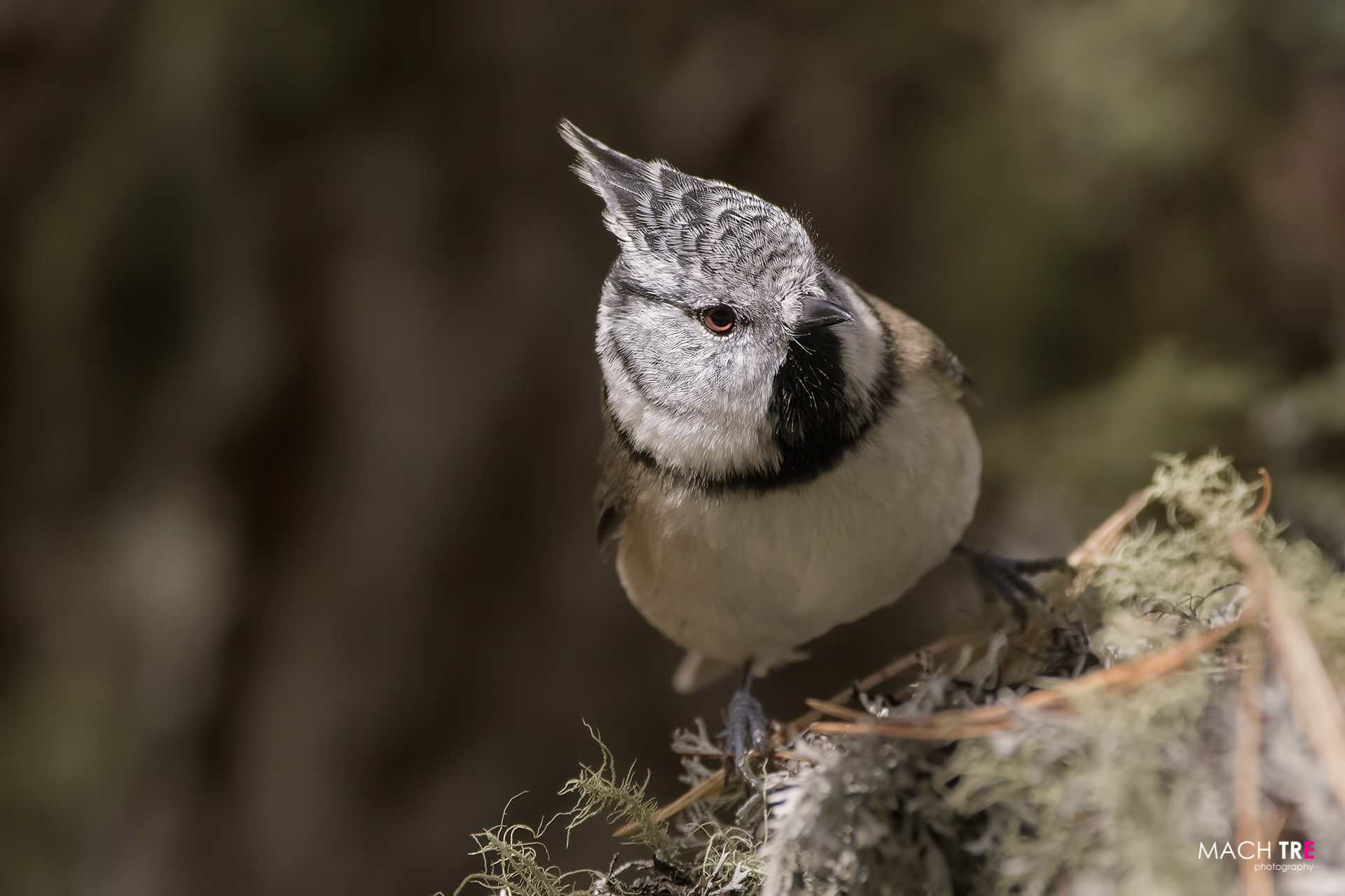 Crested tit (Lophophanes cristatus)