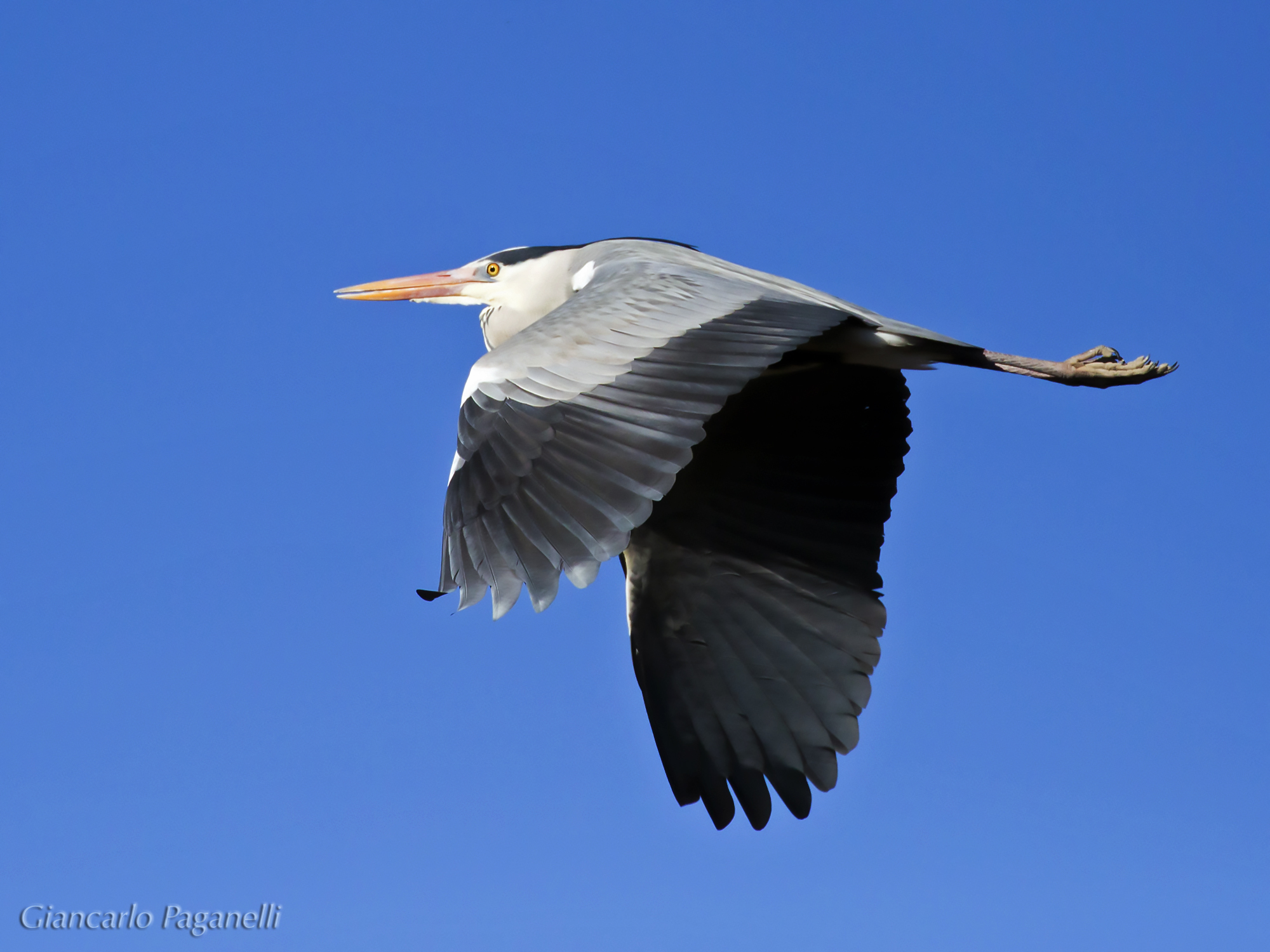 Gray heron