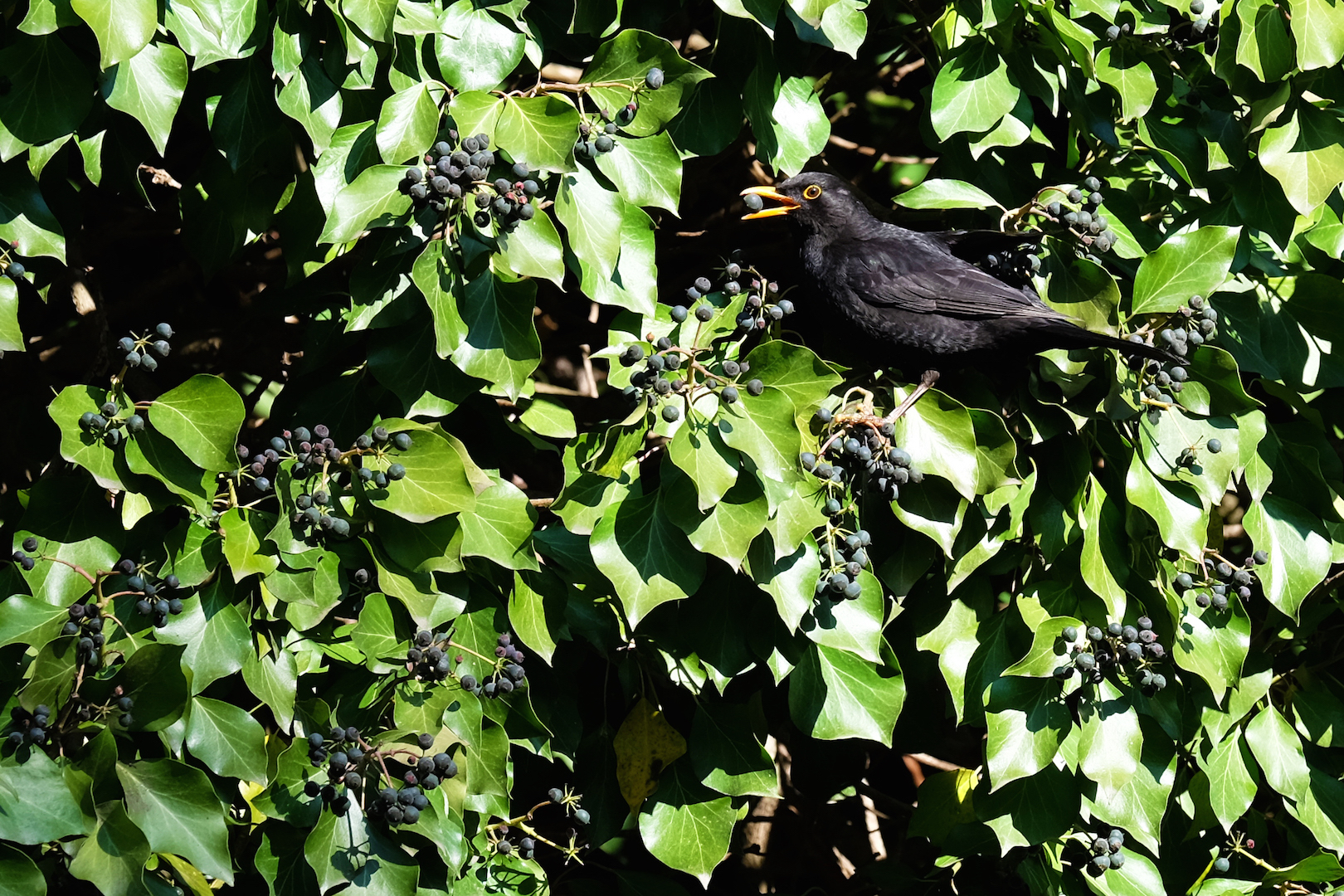The berry in the beak