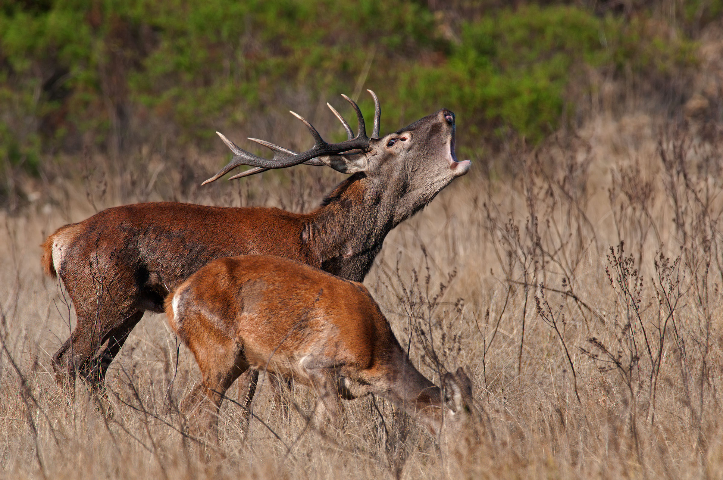 the roar - Sardinian deer