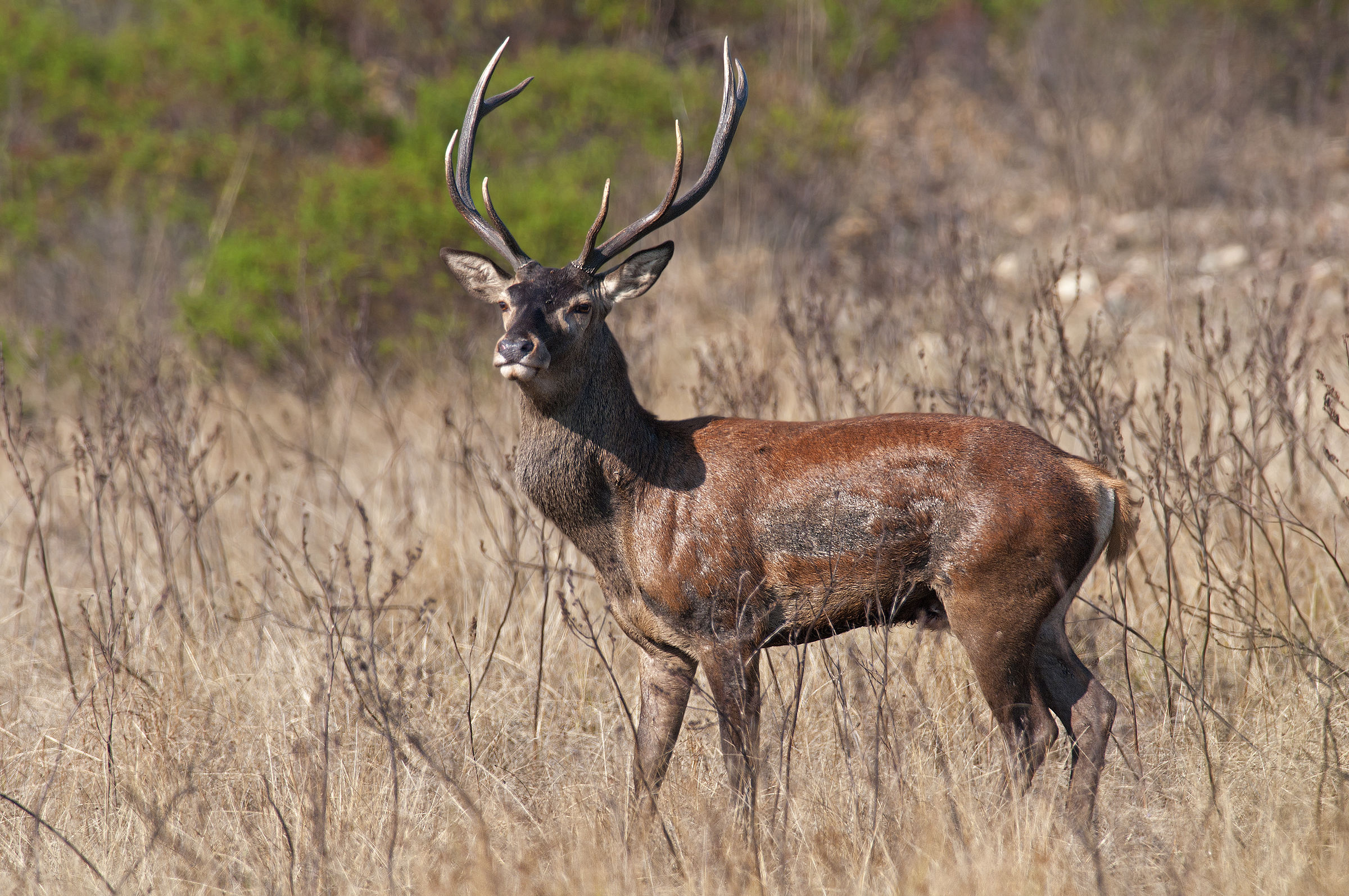 Sardinian deer "sample"