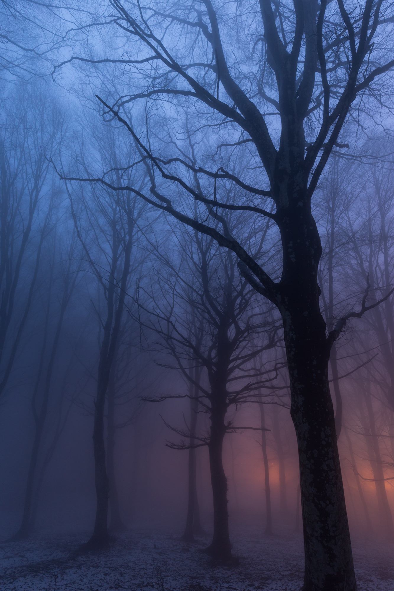 Forest and fog