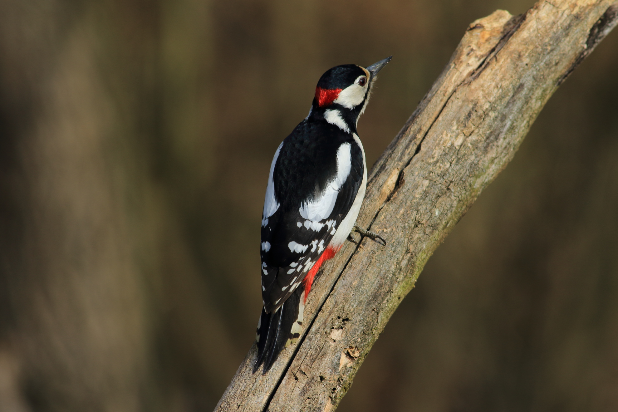 Picchio rosso magiore