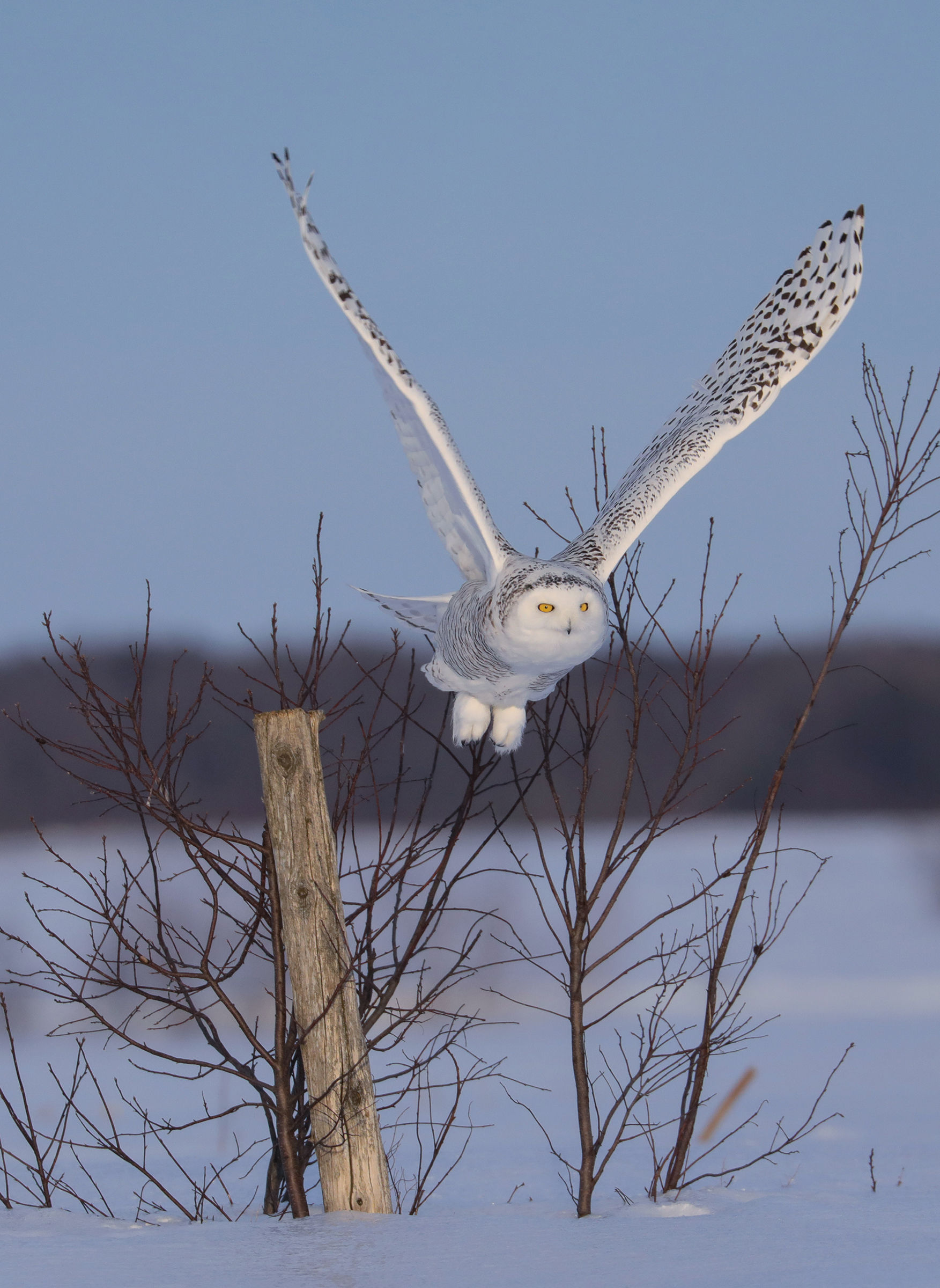 civetta delle nevi al decollo