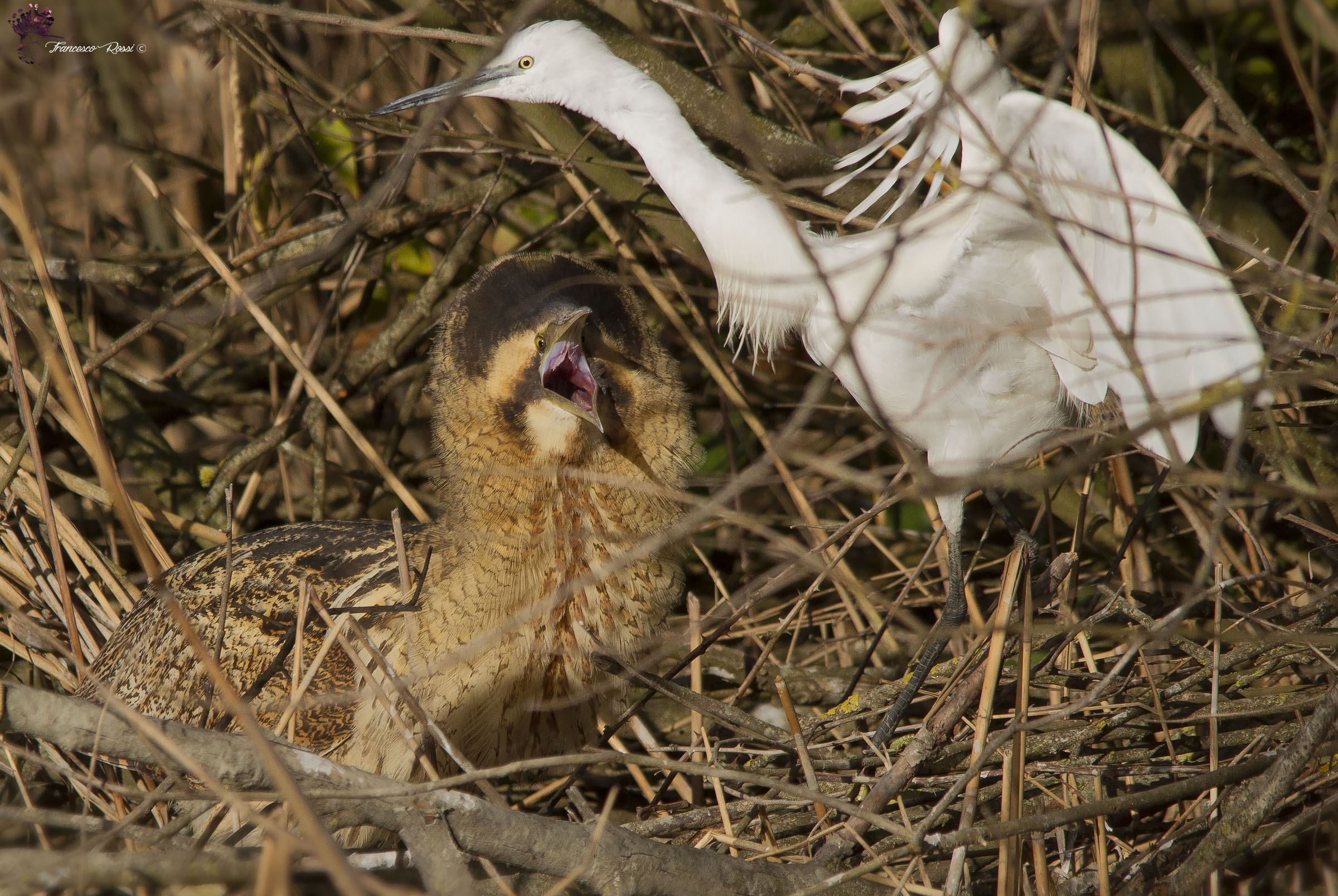 Bittern vs Little Egret ...