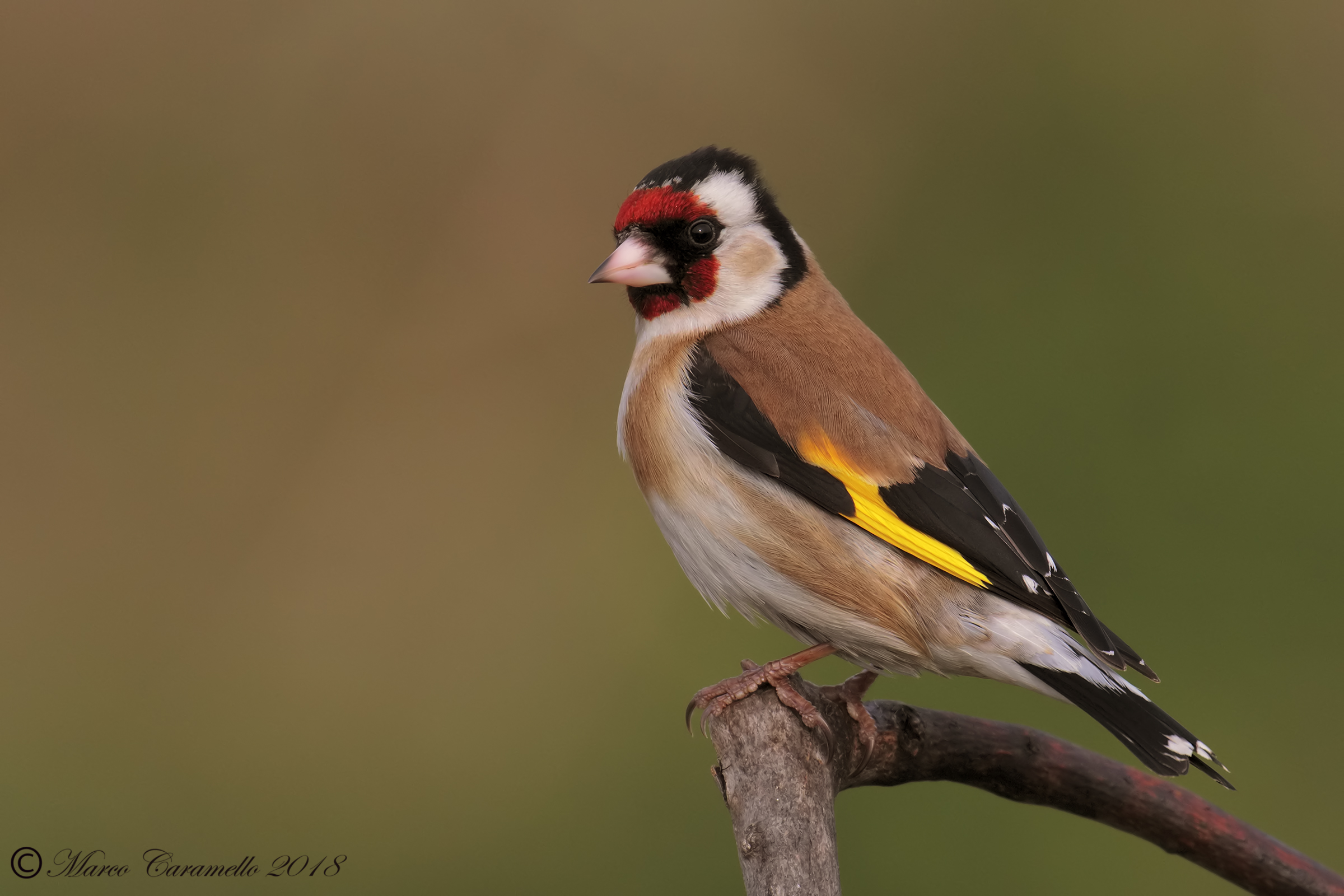 Goldfinch