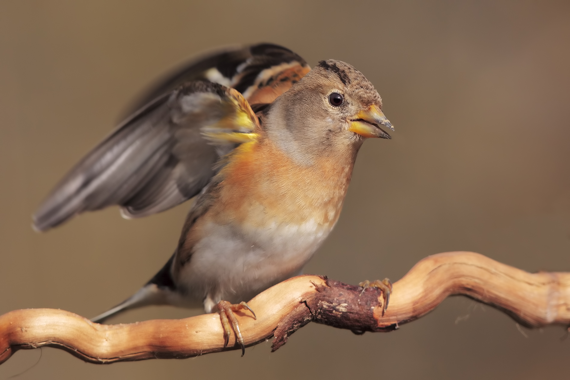 prima visita al capanno....